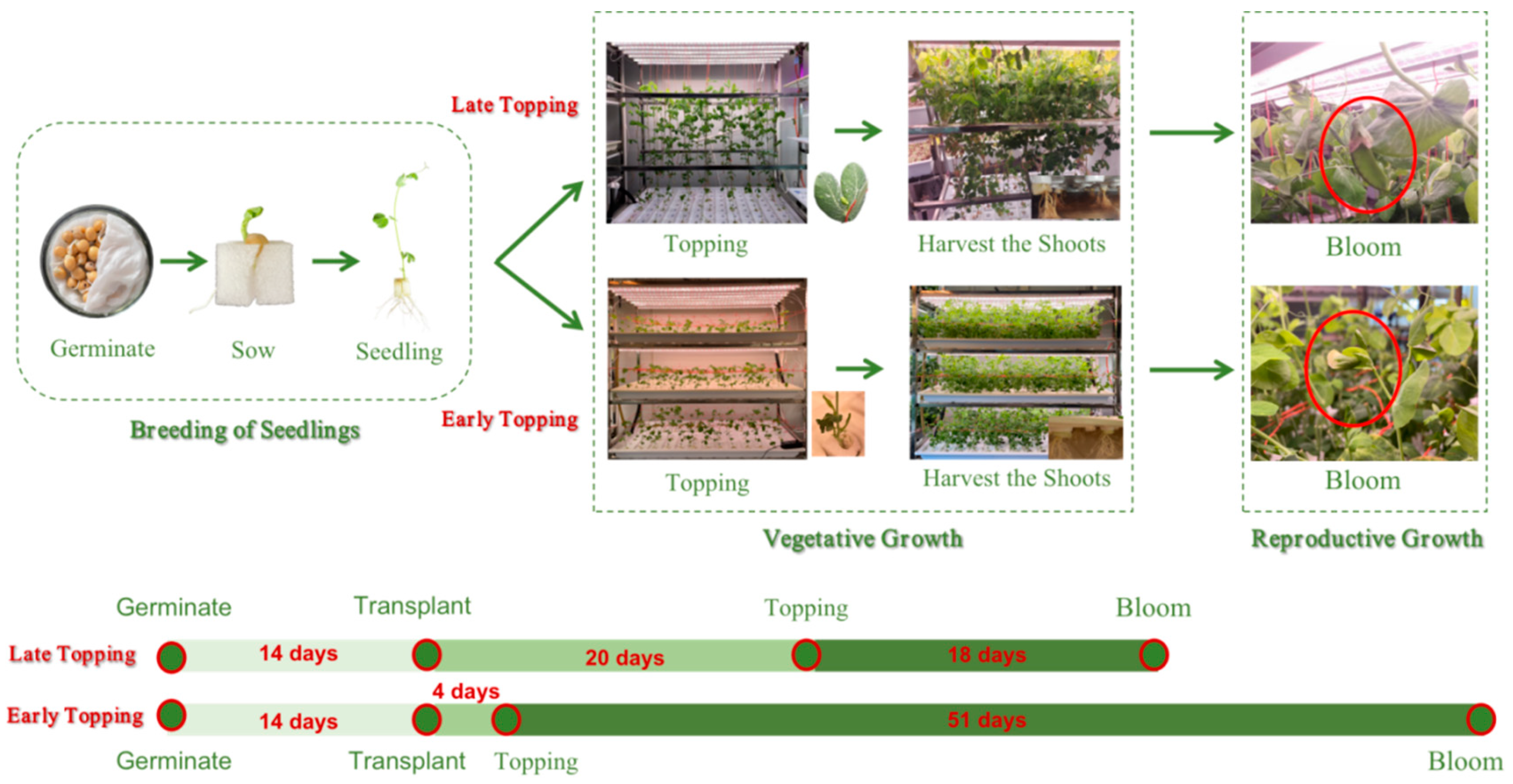 Horticulturae 10 00650 g001