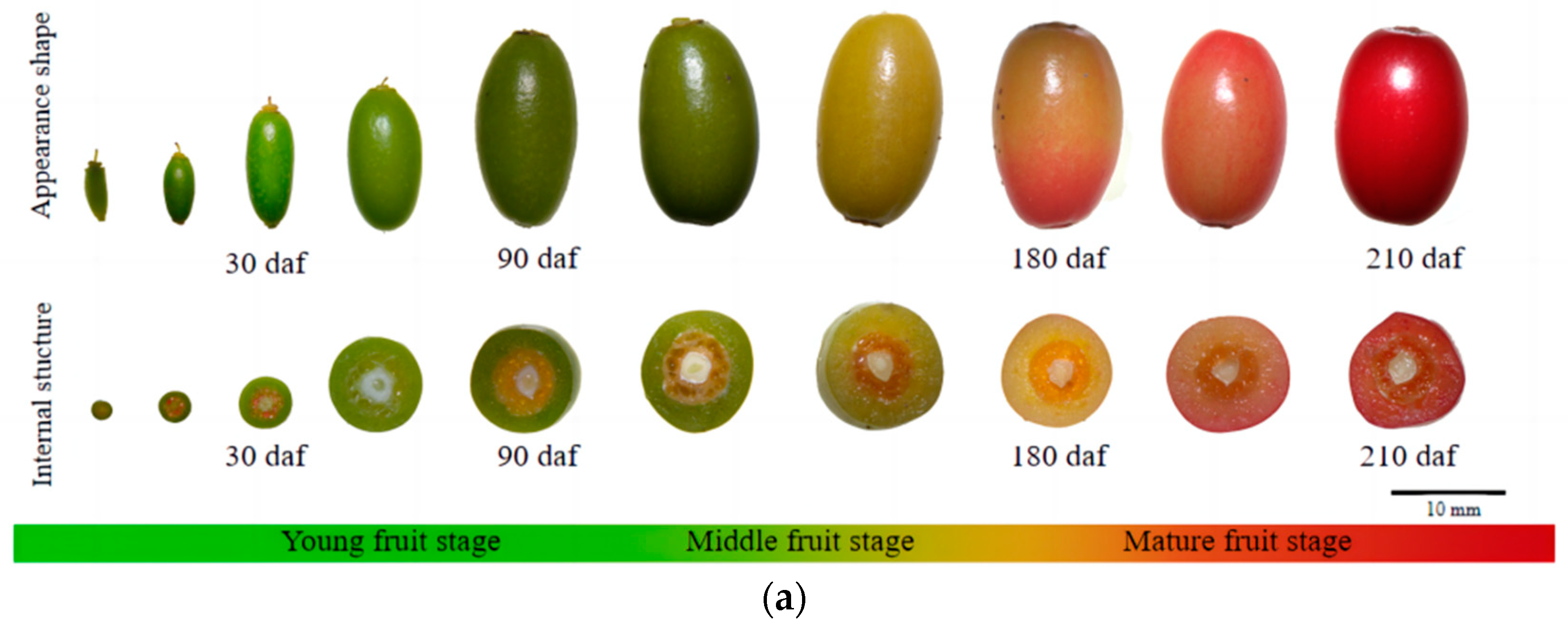 Horticulturae 10 00651 g001a