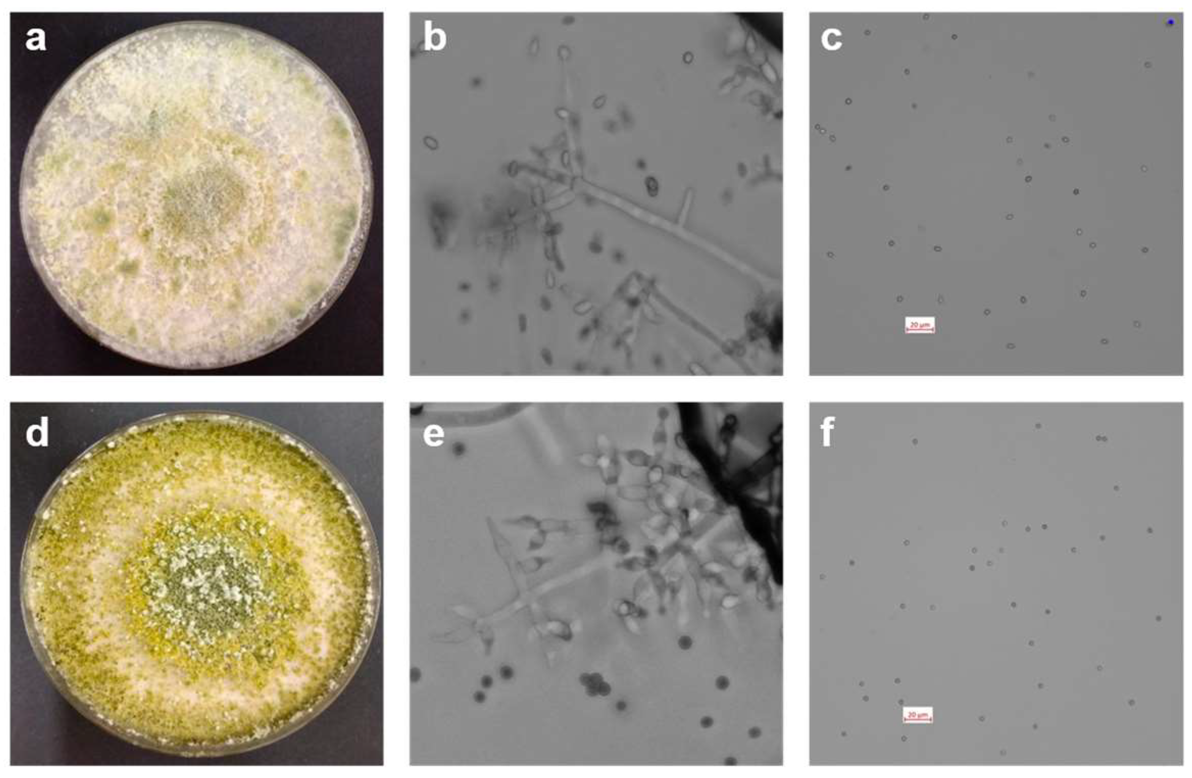 Horticulturae 10 00664 g001