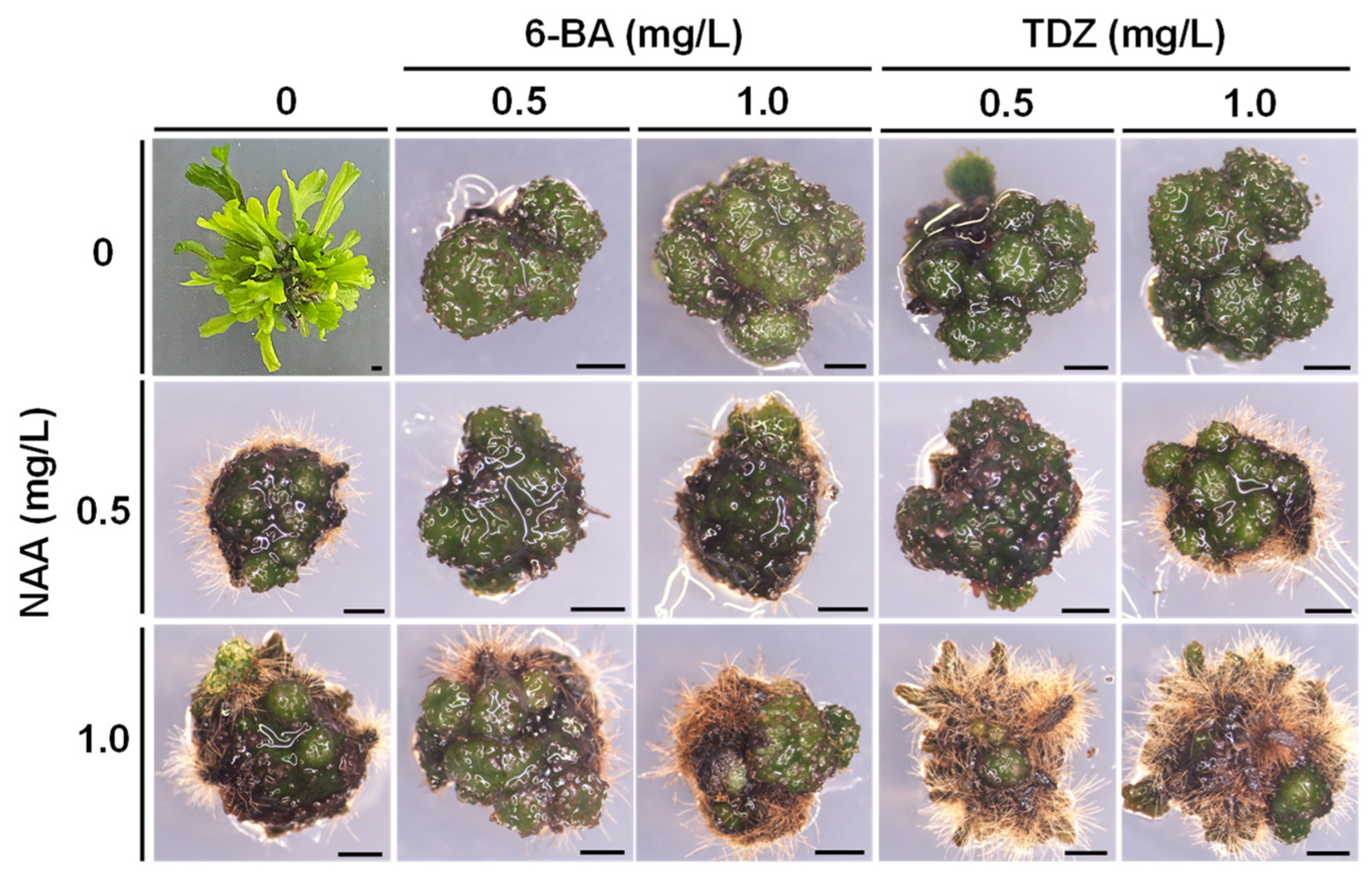 Horticulturae 10 00673 g003
