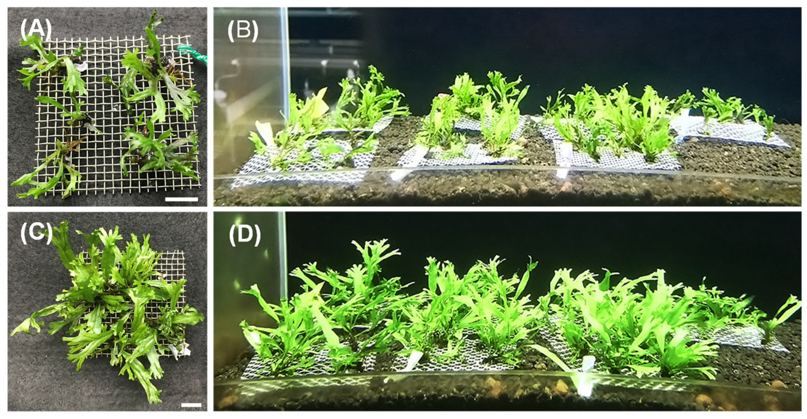 Horticulturae 10 00673 g004