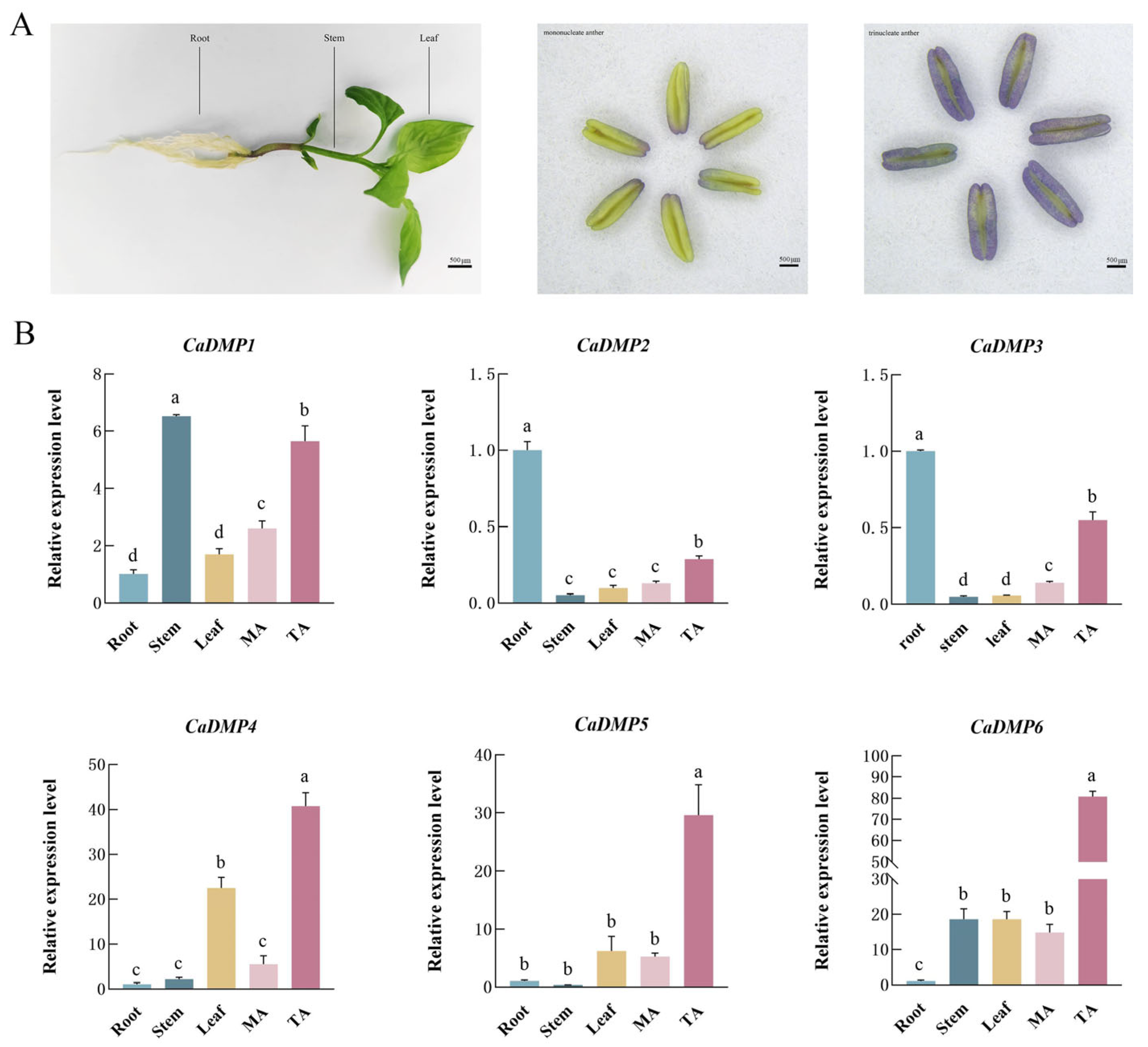 Horticulturae 10 00679 g005