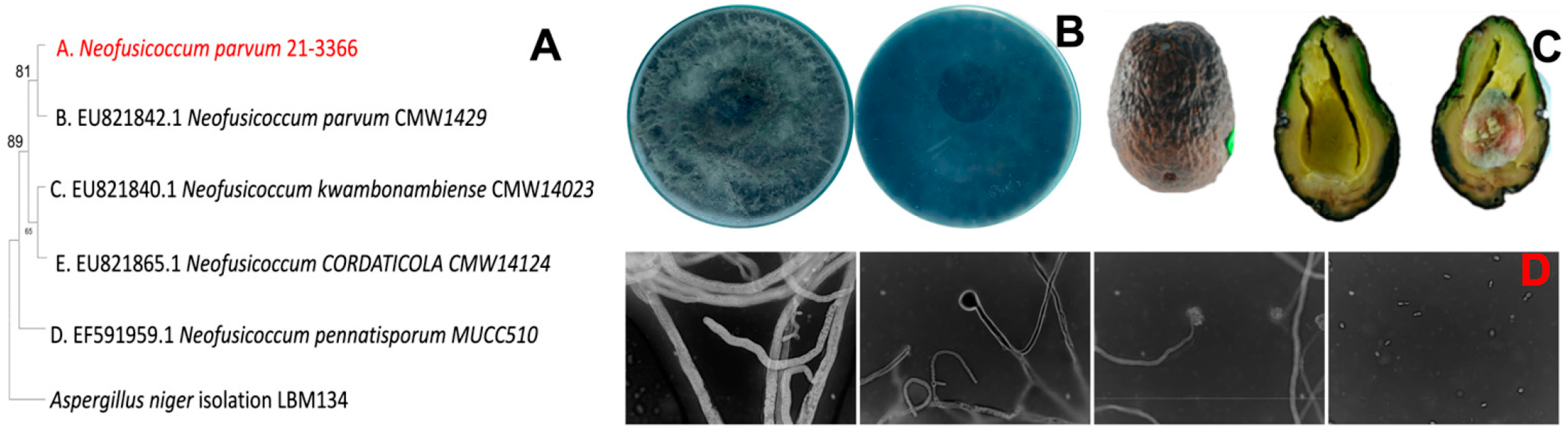 Horticulturae 10 00687 g001