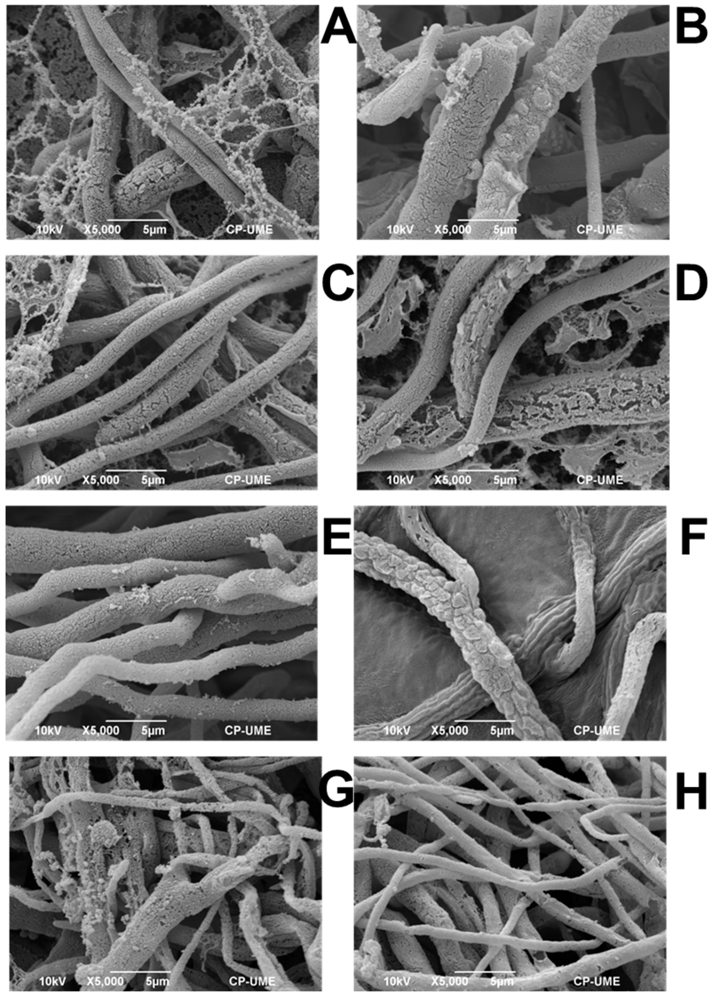 Horticulturae 10 00687 g003