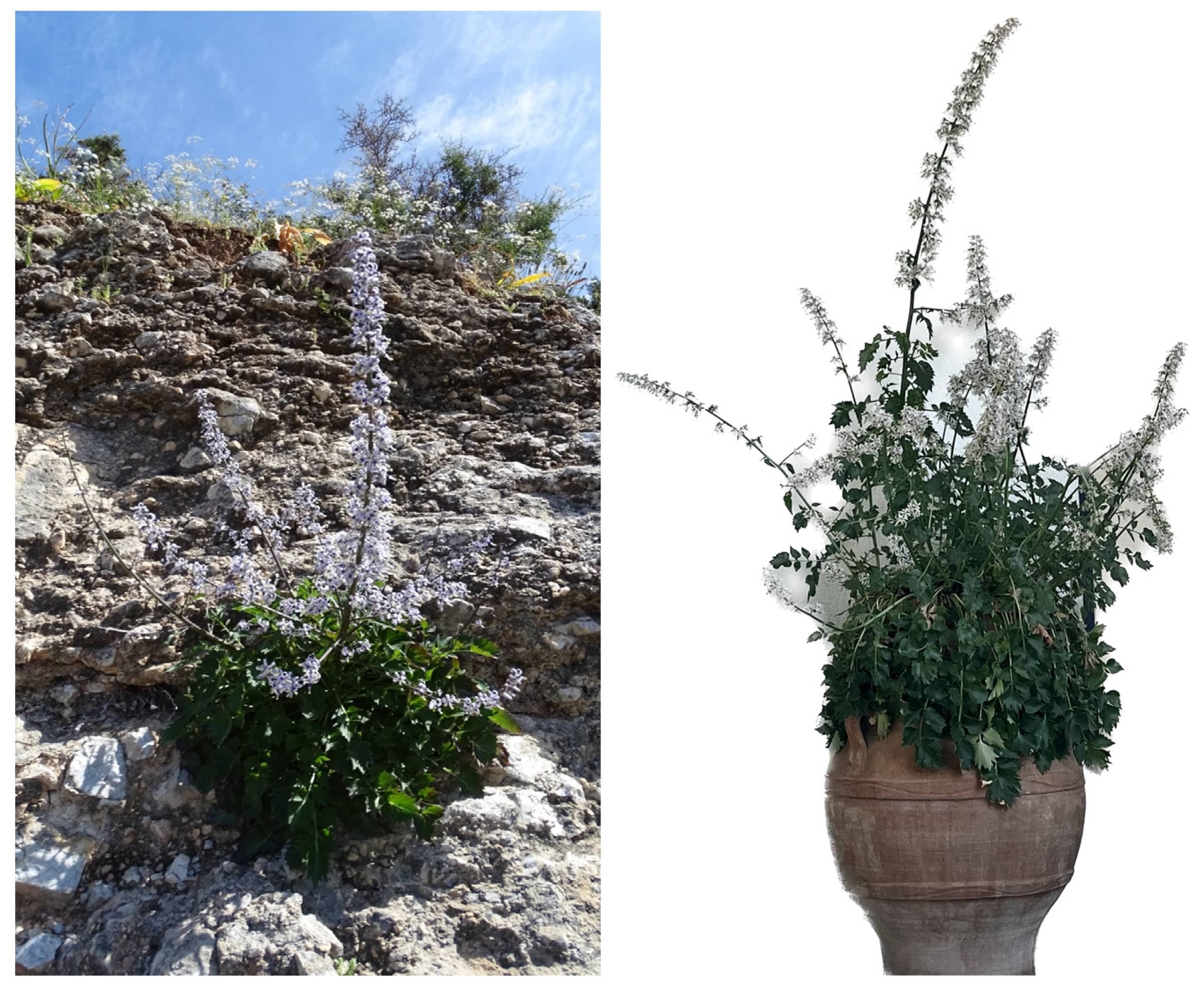 Horticulturae 10 00689 g001