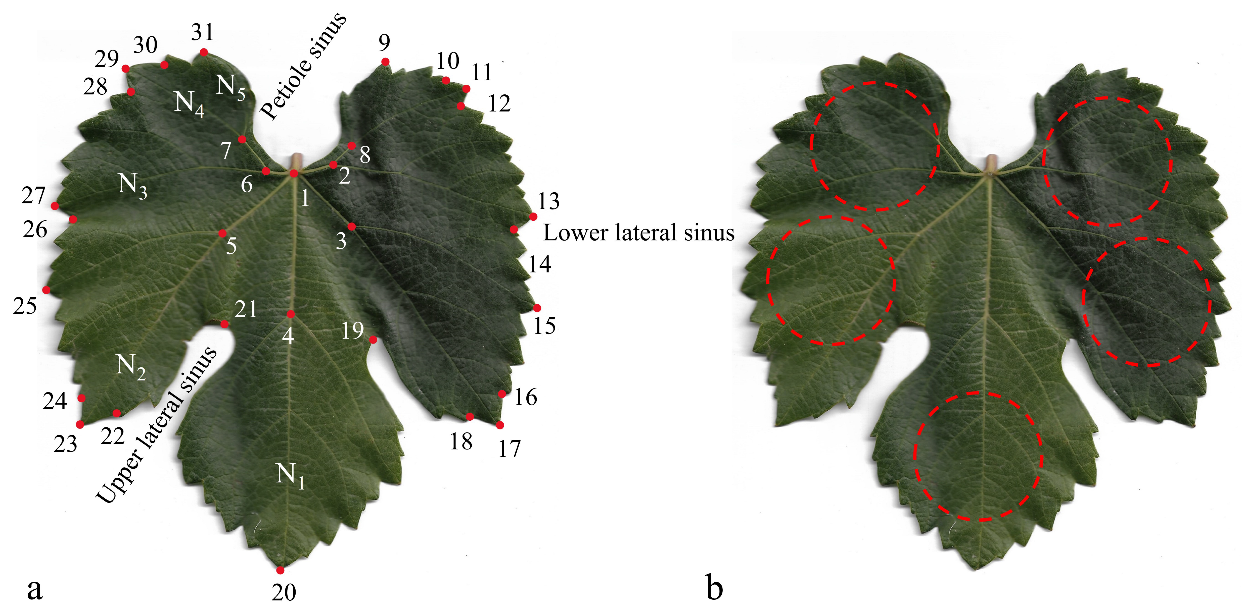 Horticulturae 10 00716 g002