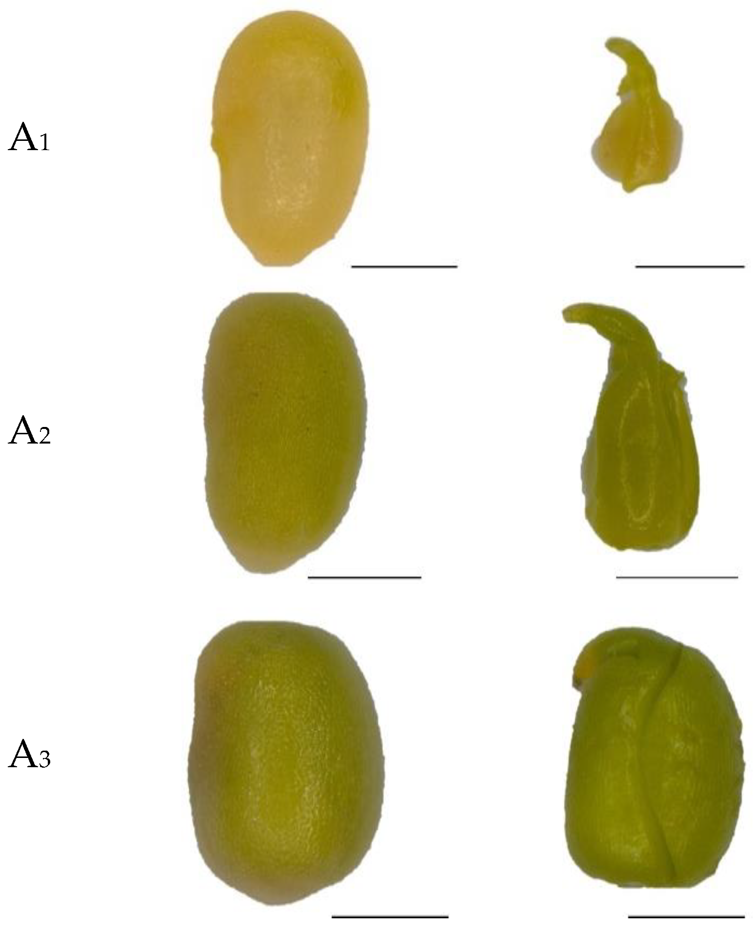 Horticulturae 10 00723 g001