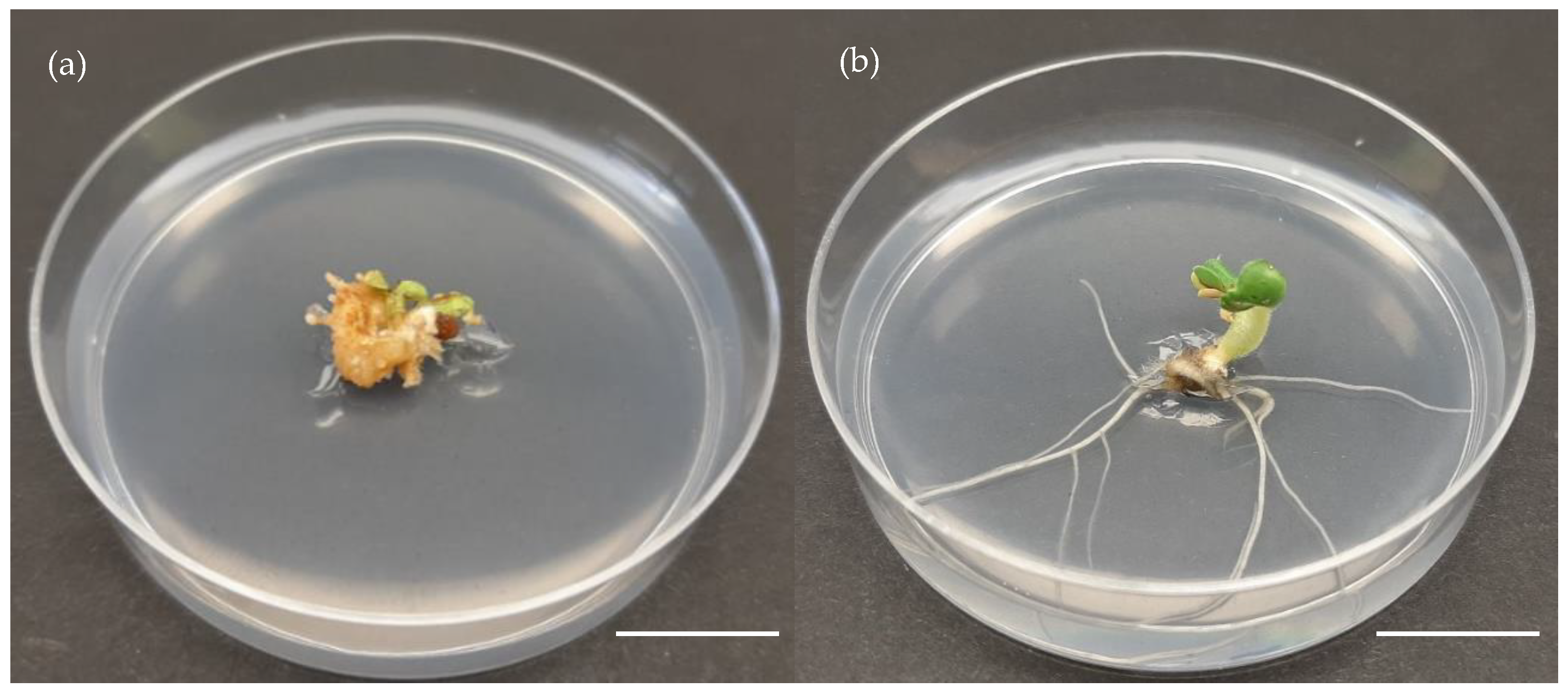 Horticulturae 10 00723 g004