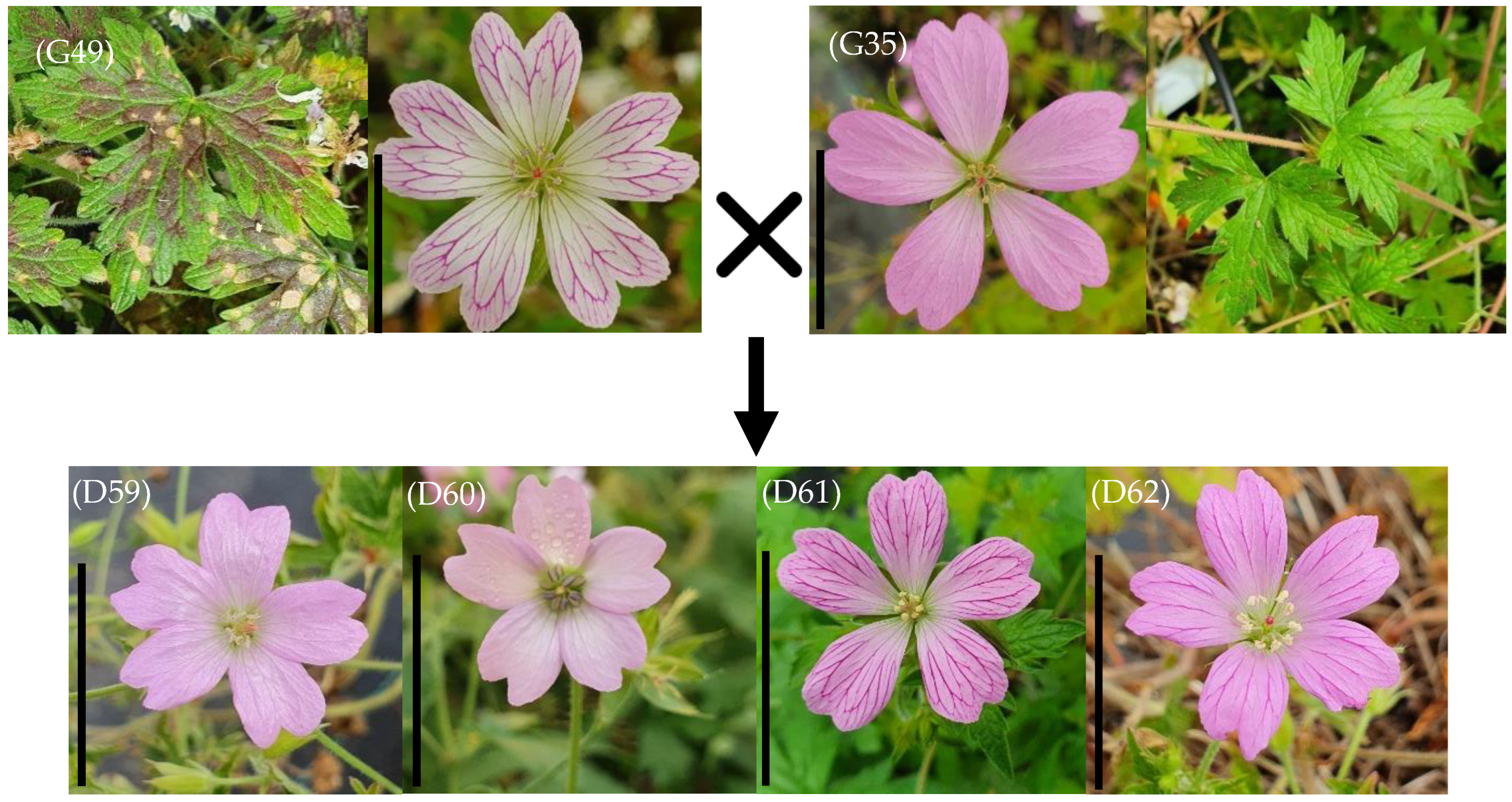 Horticulturae 10 00723 g006
