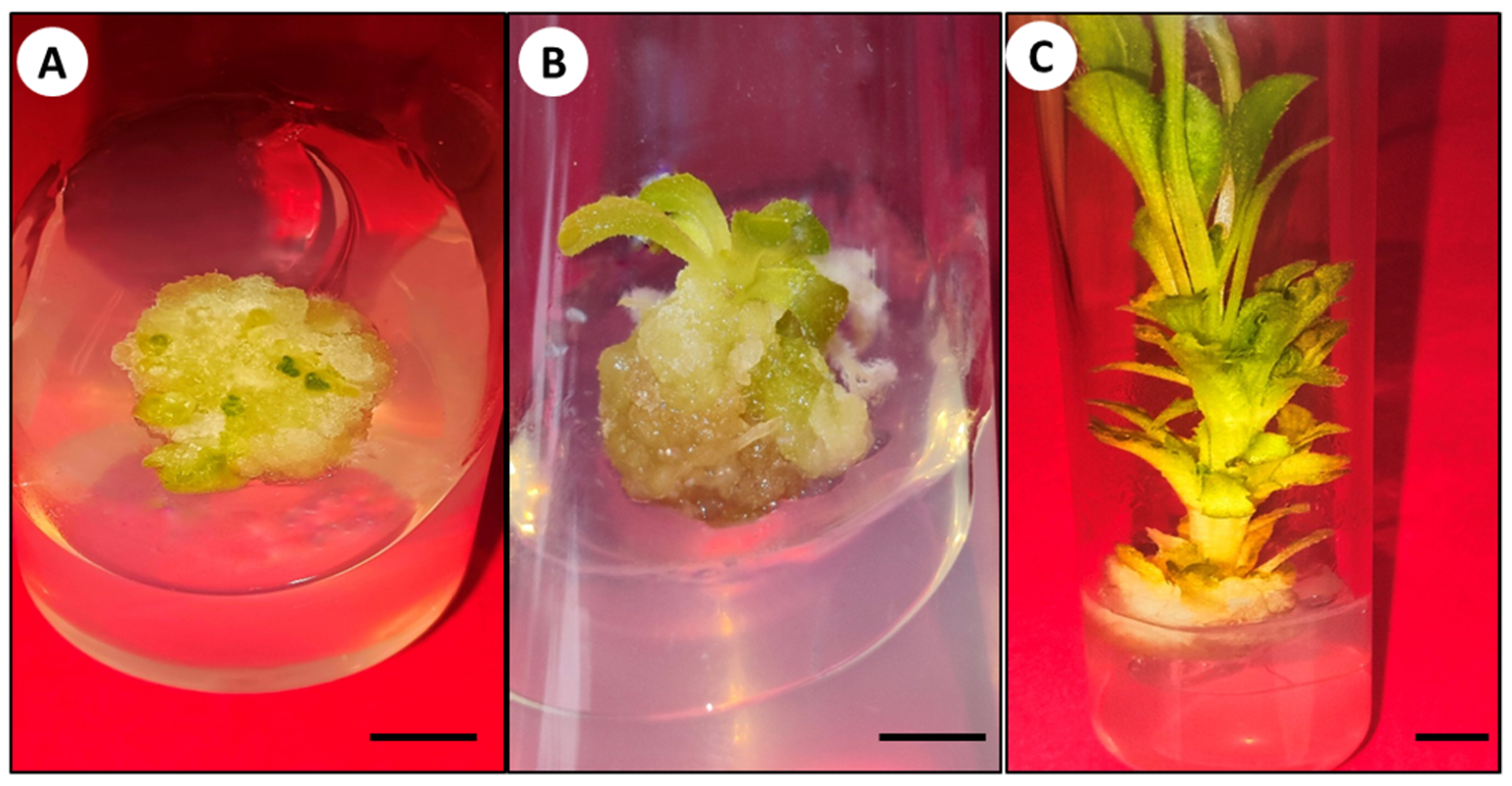 Horticulturae 10 00728 g002