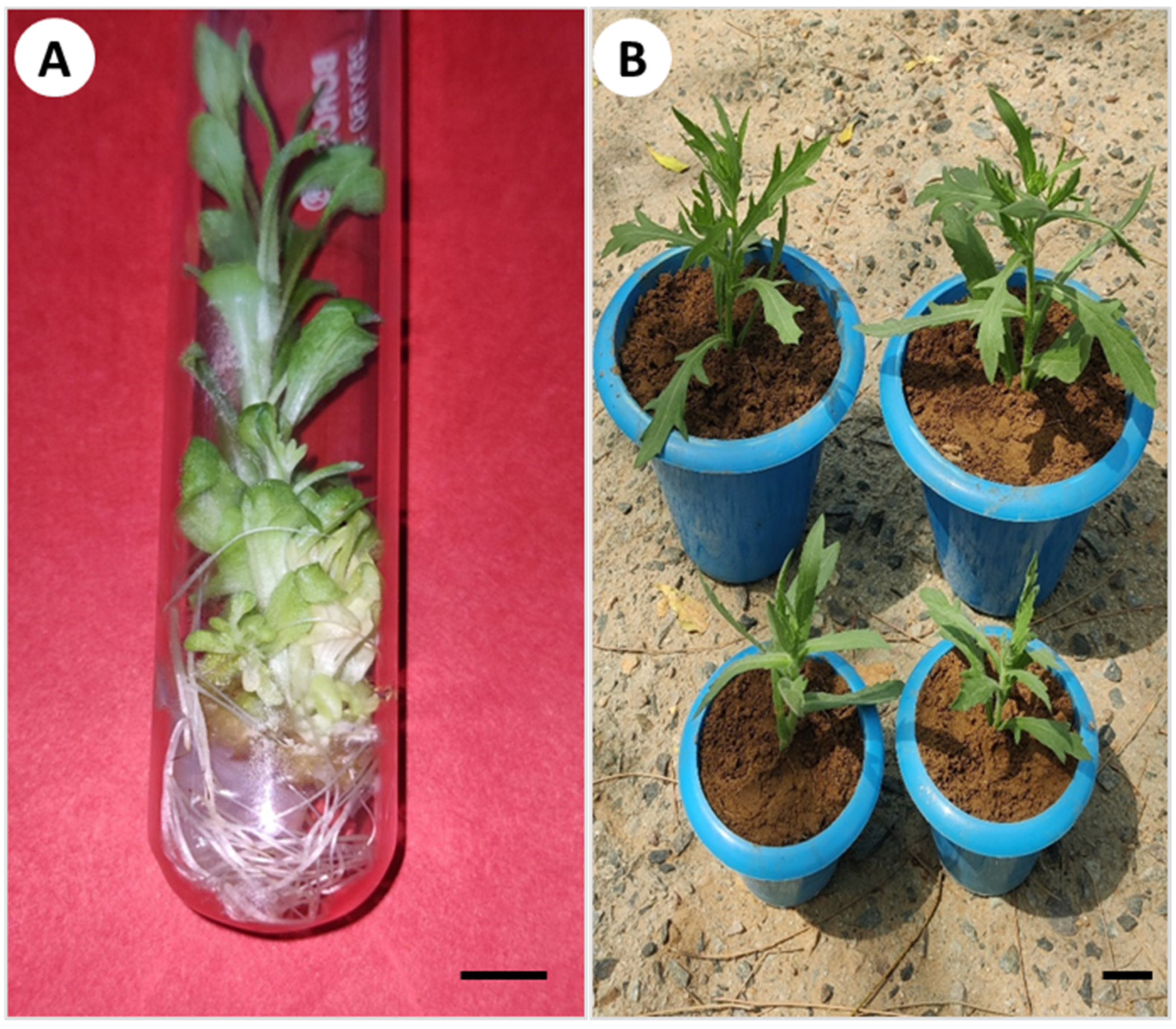 Horticulturae 10 00728 g003
