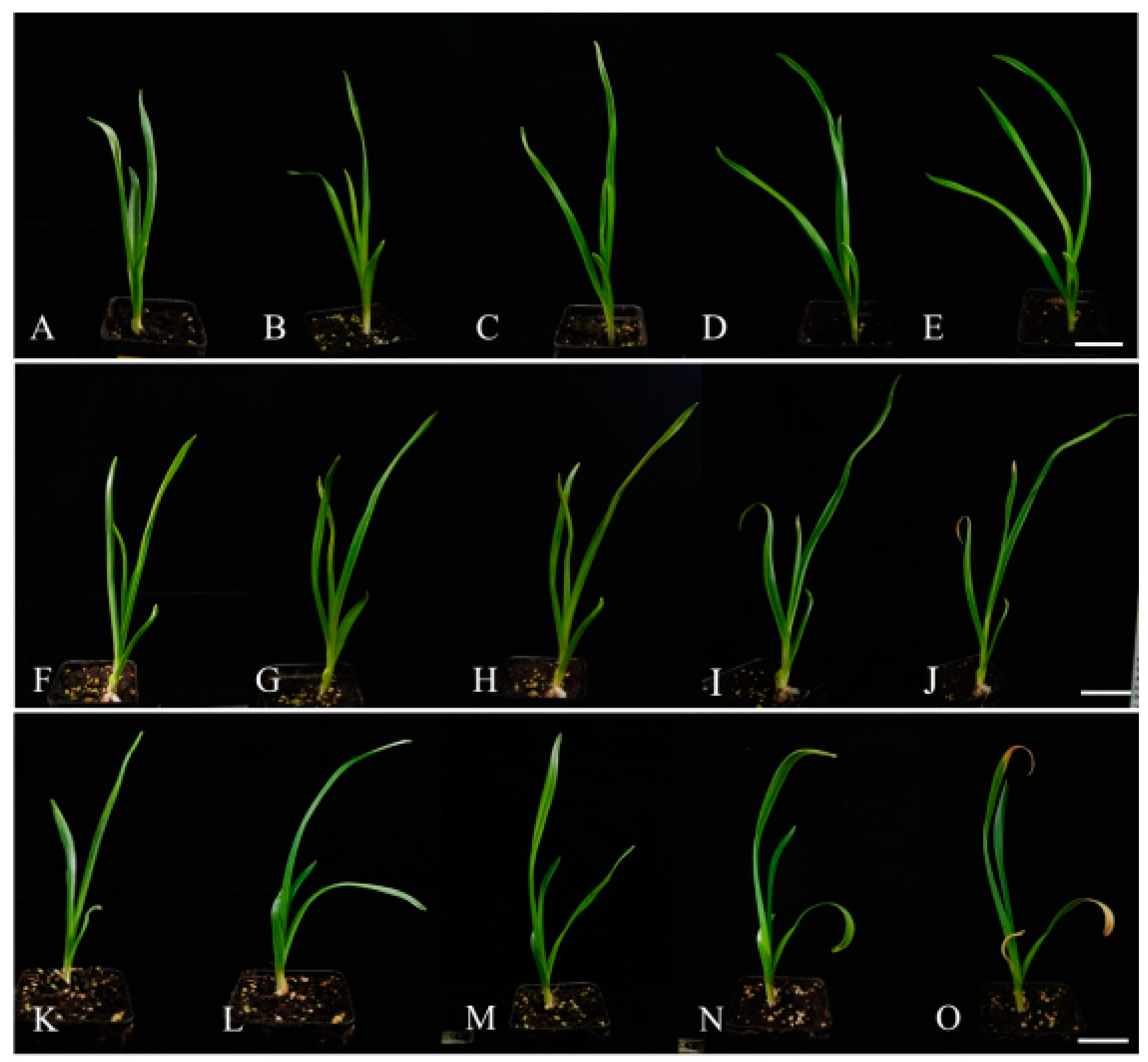 Horticulturae 10 00738 g001