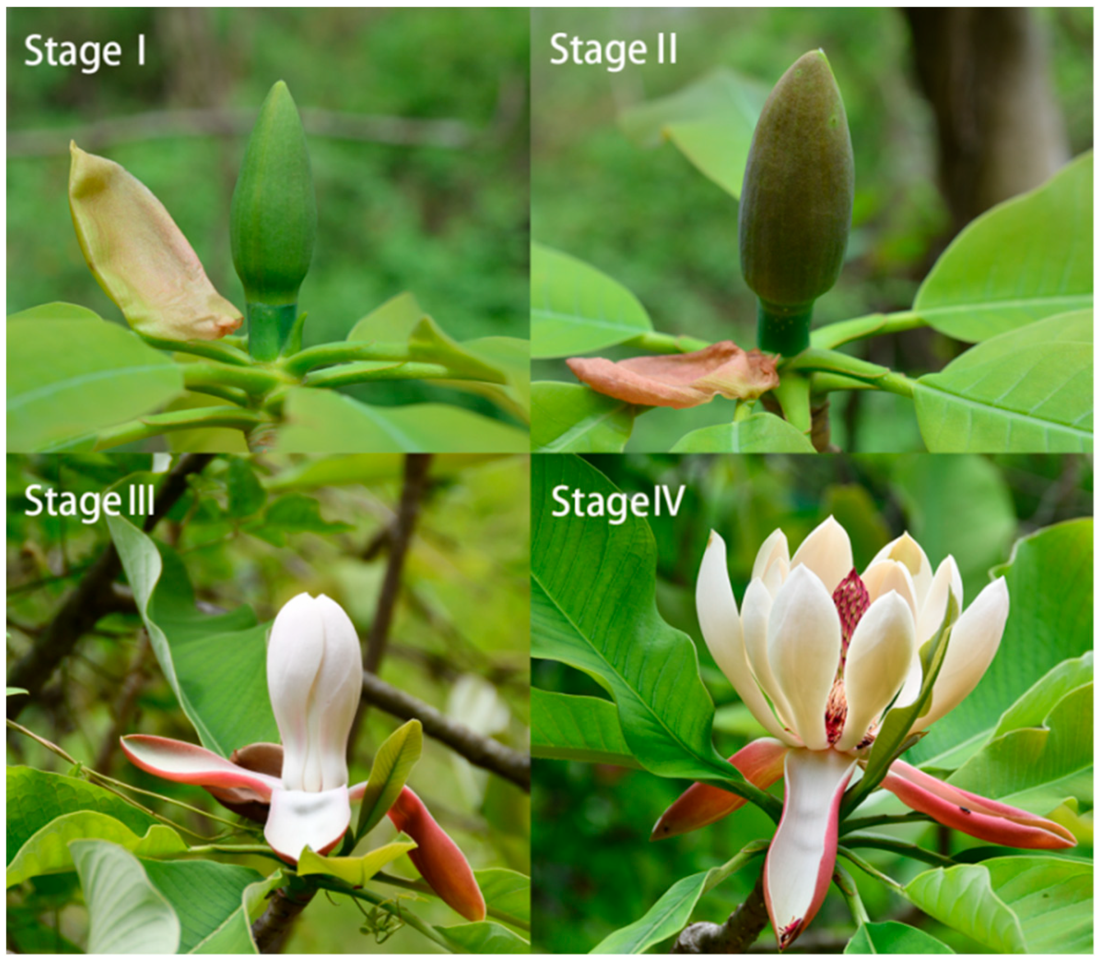 Horticulturae 10 00784 g001