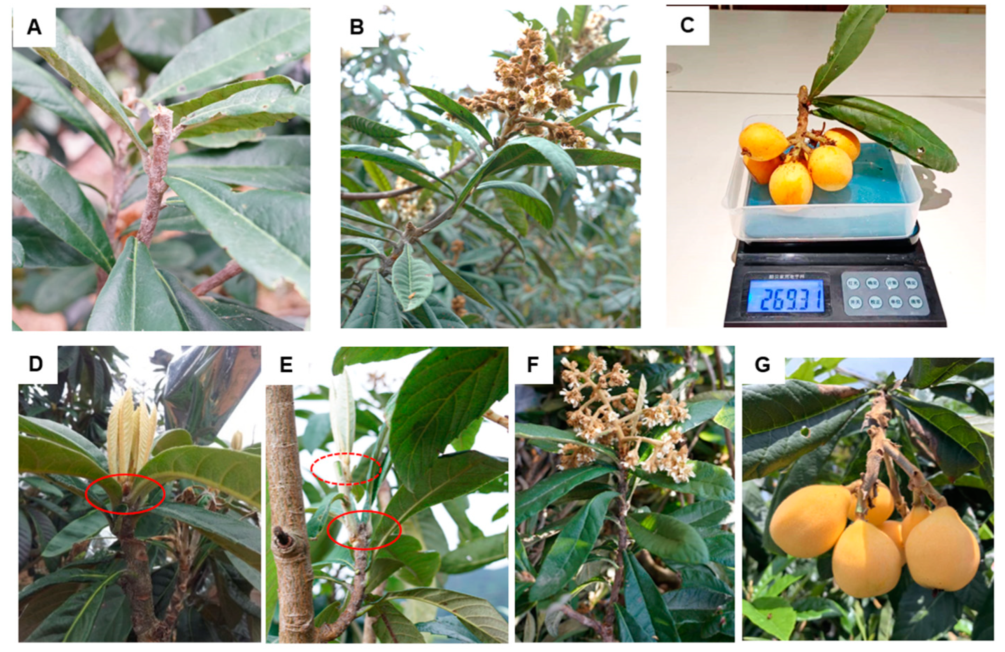 Horticulturae 10 00793 g001