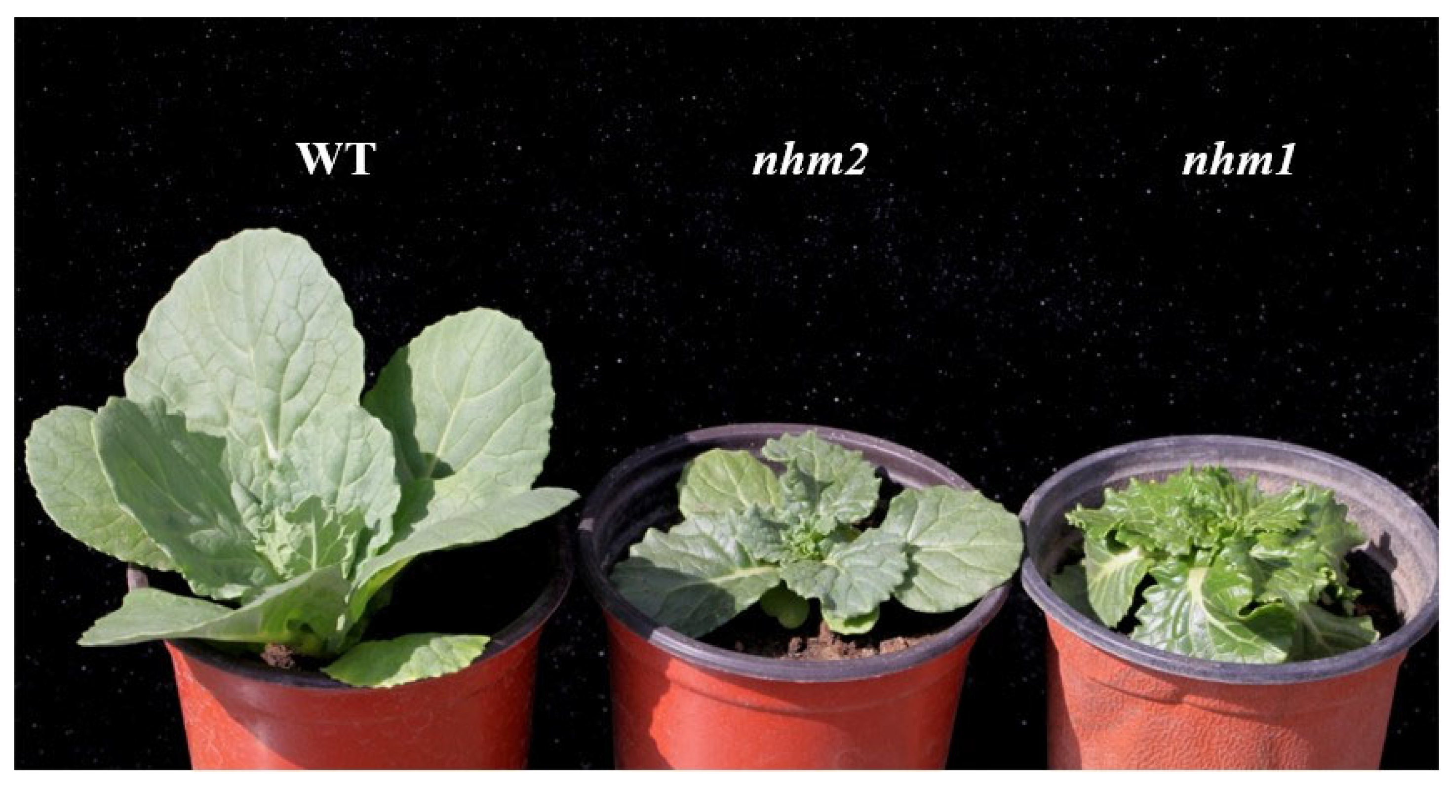 Horticulturae 10 00804 g001 Horticulturae 10 00804 g001