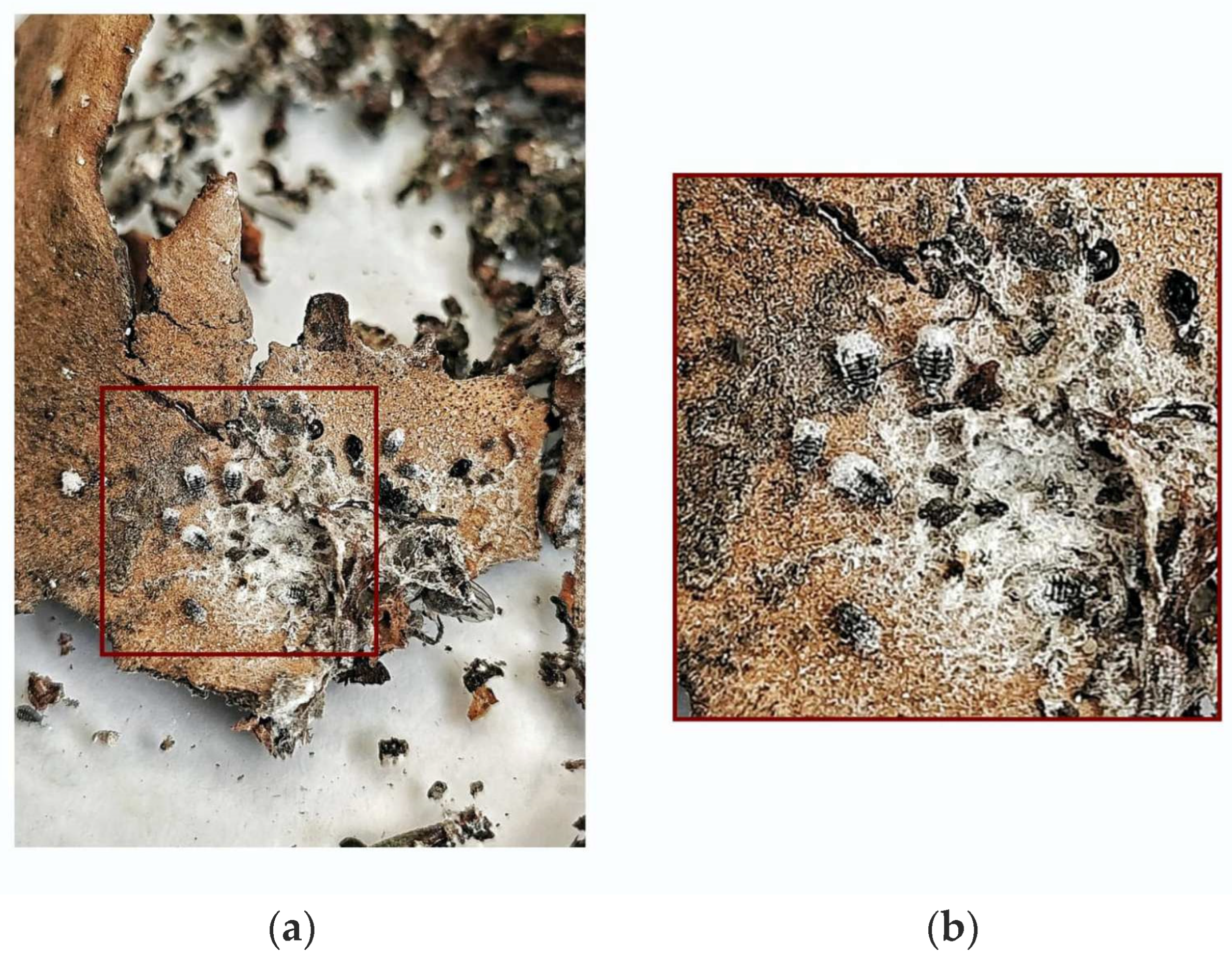Horticulturae 10 00826 g002 Horticulturae 10 00826 g002