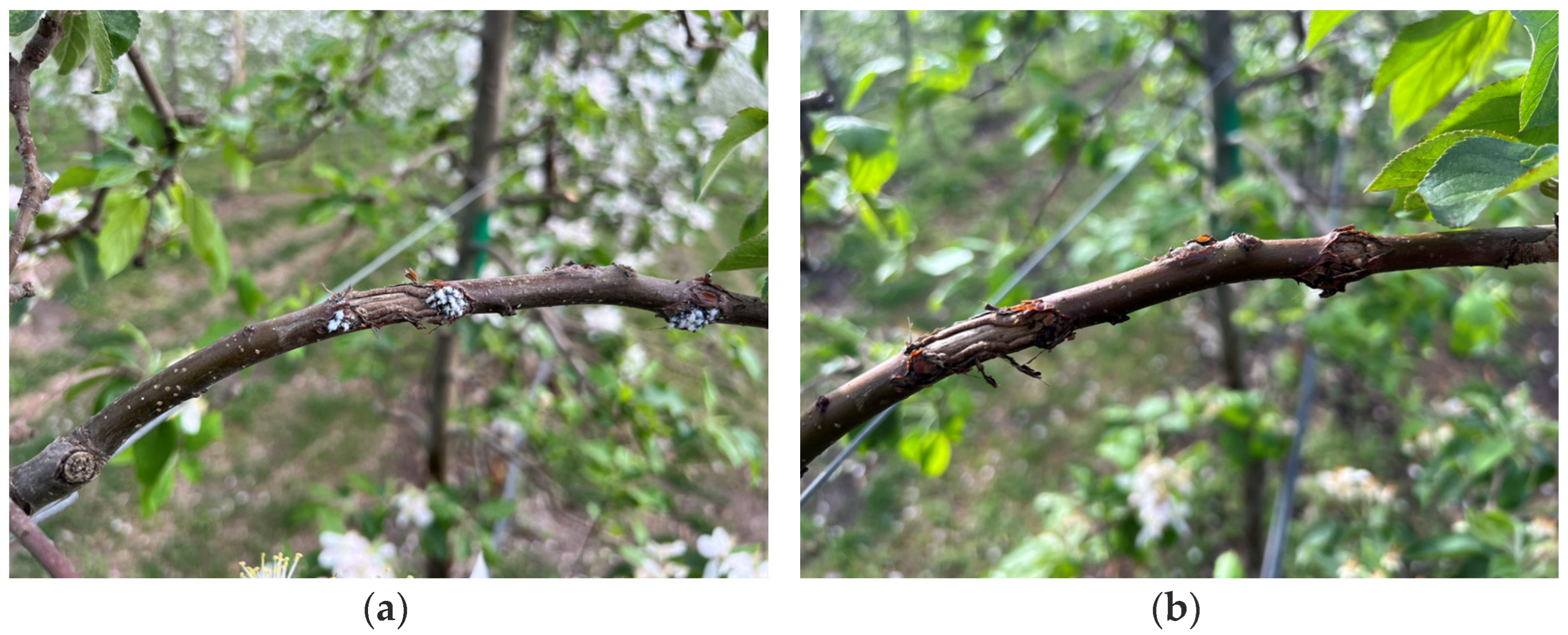 Horticulturae 10 00826 g004 Horticulturae 10 00826 g004