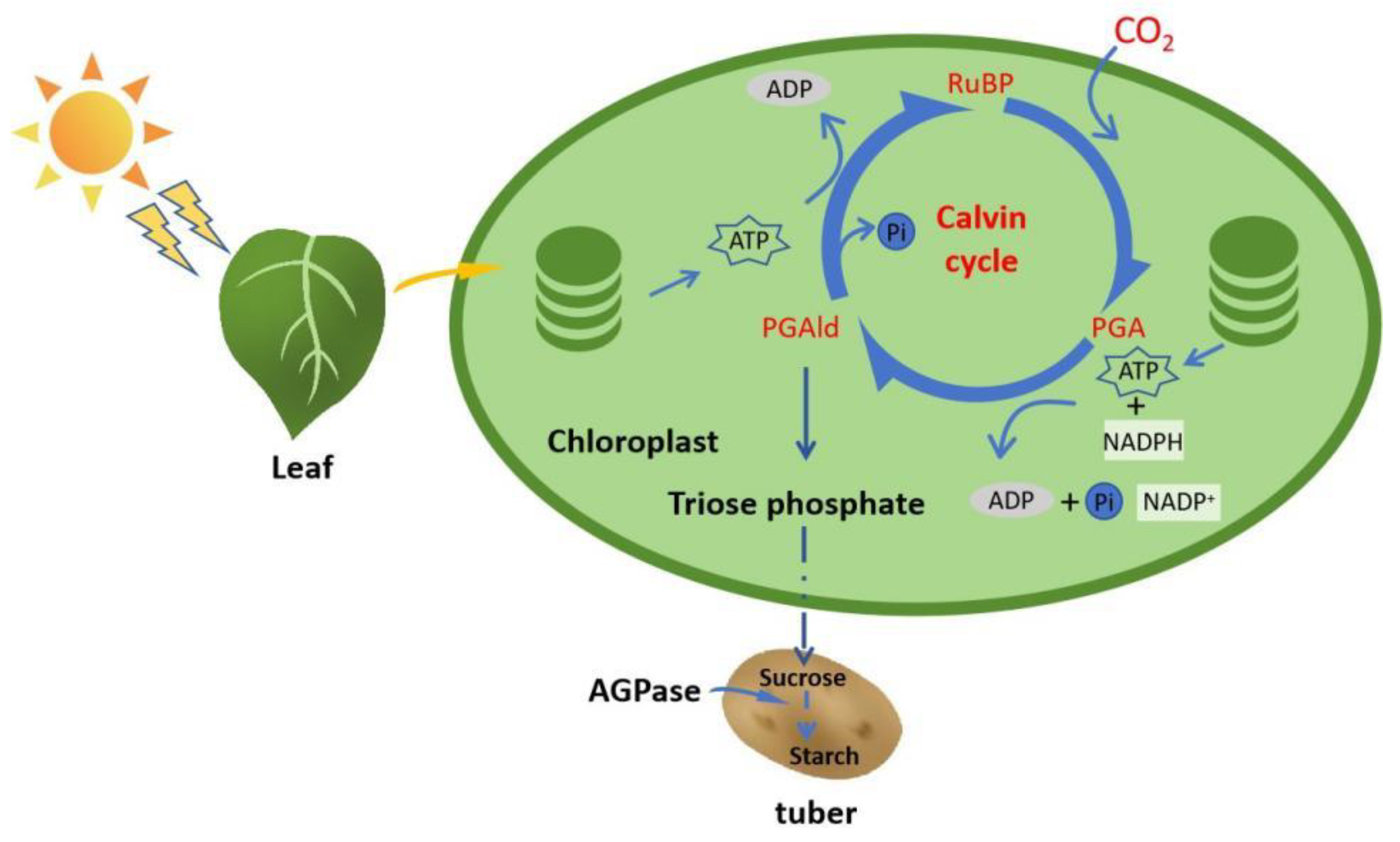 Horticulturae 10 00827 g001