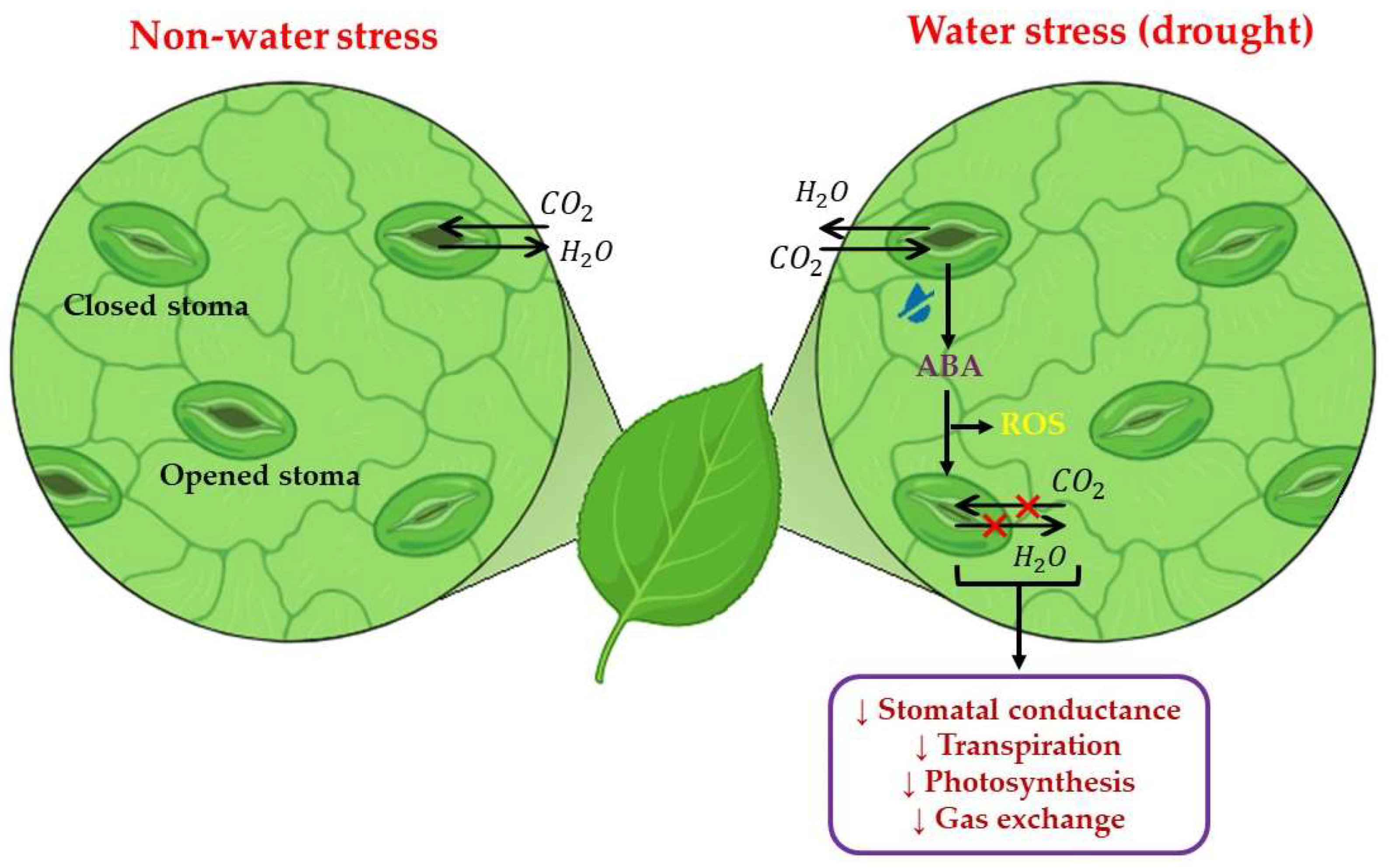 Horticulturae 10 00837 g001