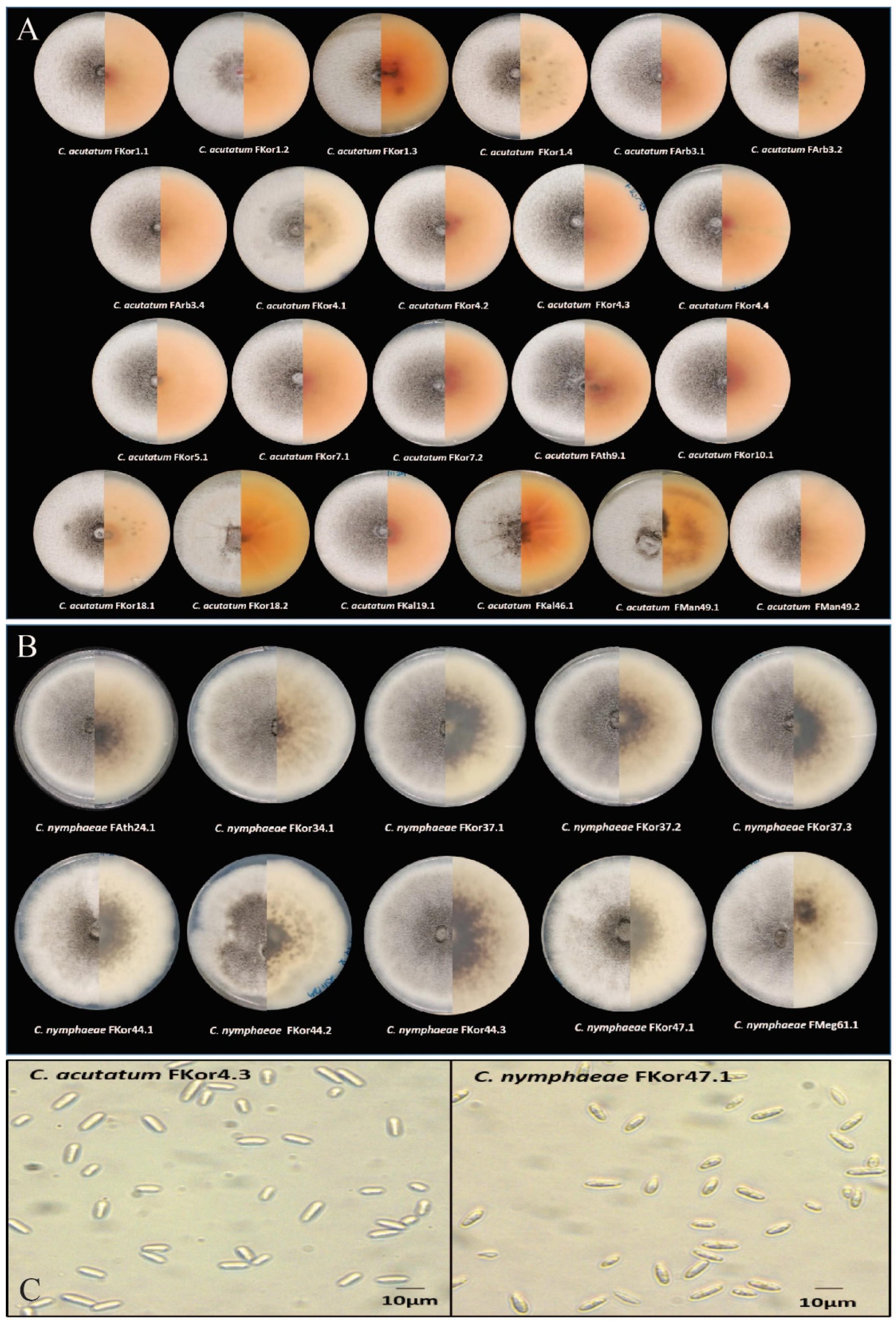 Horticulturae 10 00847 g002 Horticulturae 10 00847 g002
