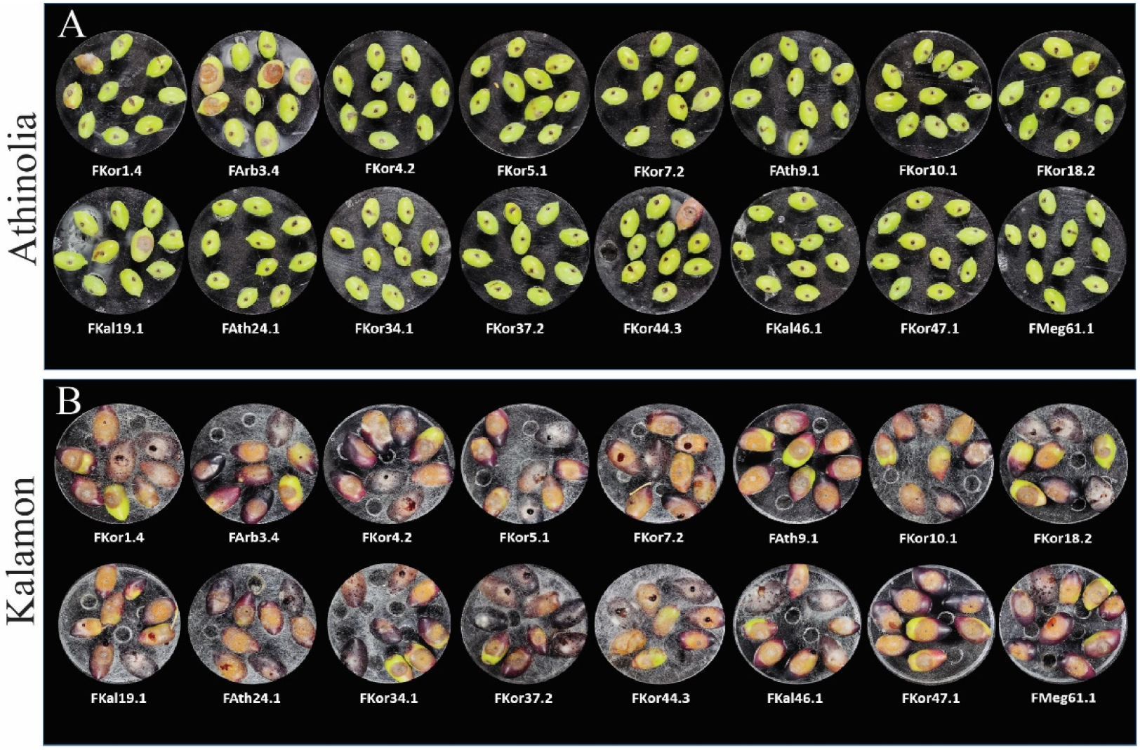 Horticulturae 10 00847 g004a Horticulturae 10 00847 g004a