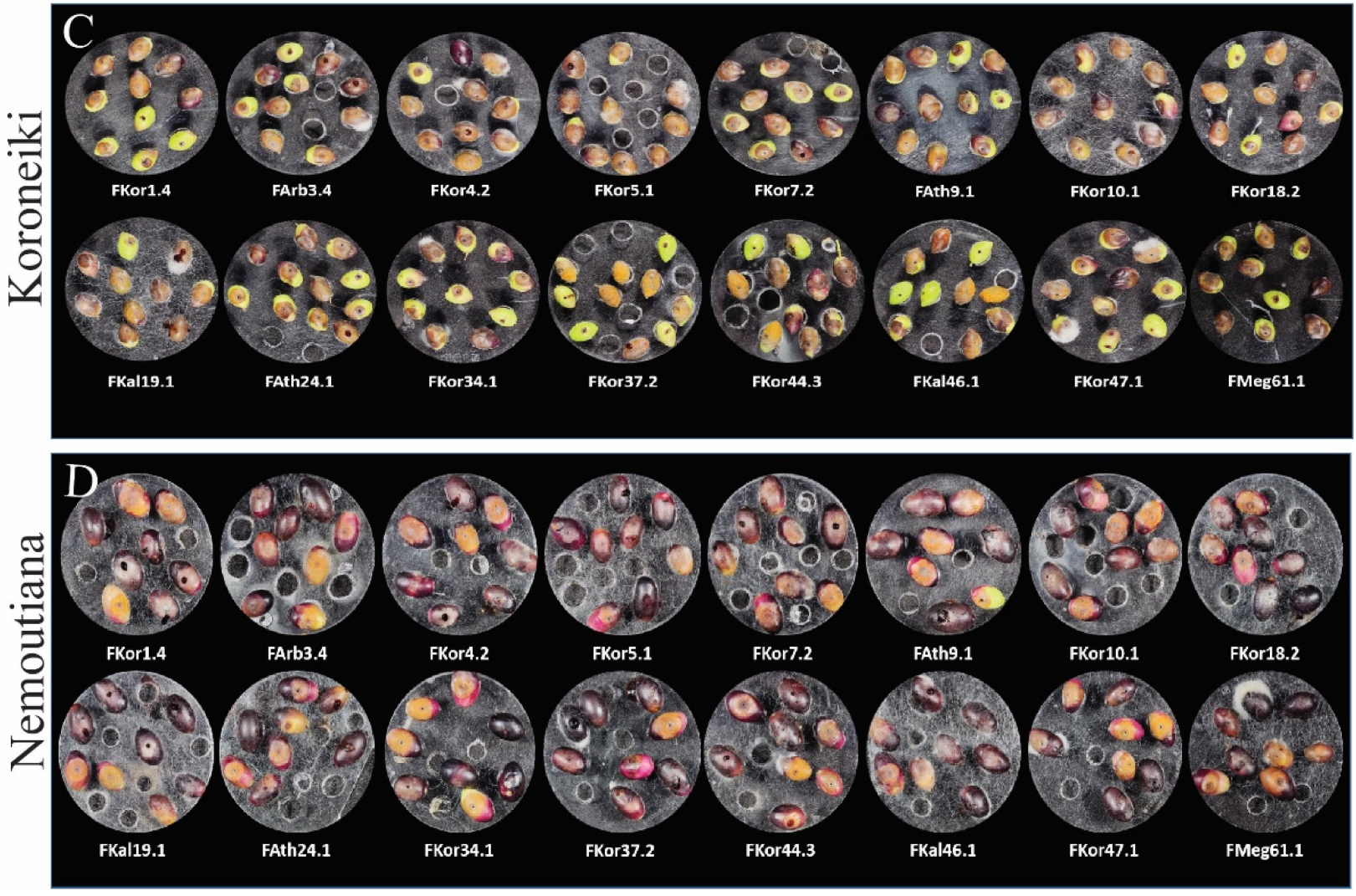 Horticulturae 10 00847 g004b Horticulturae 10 00847 g004b
