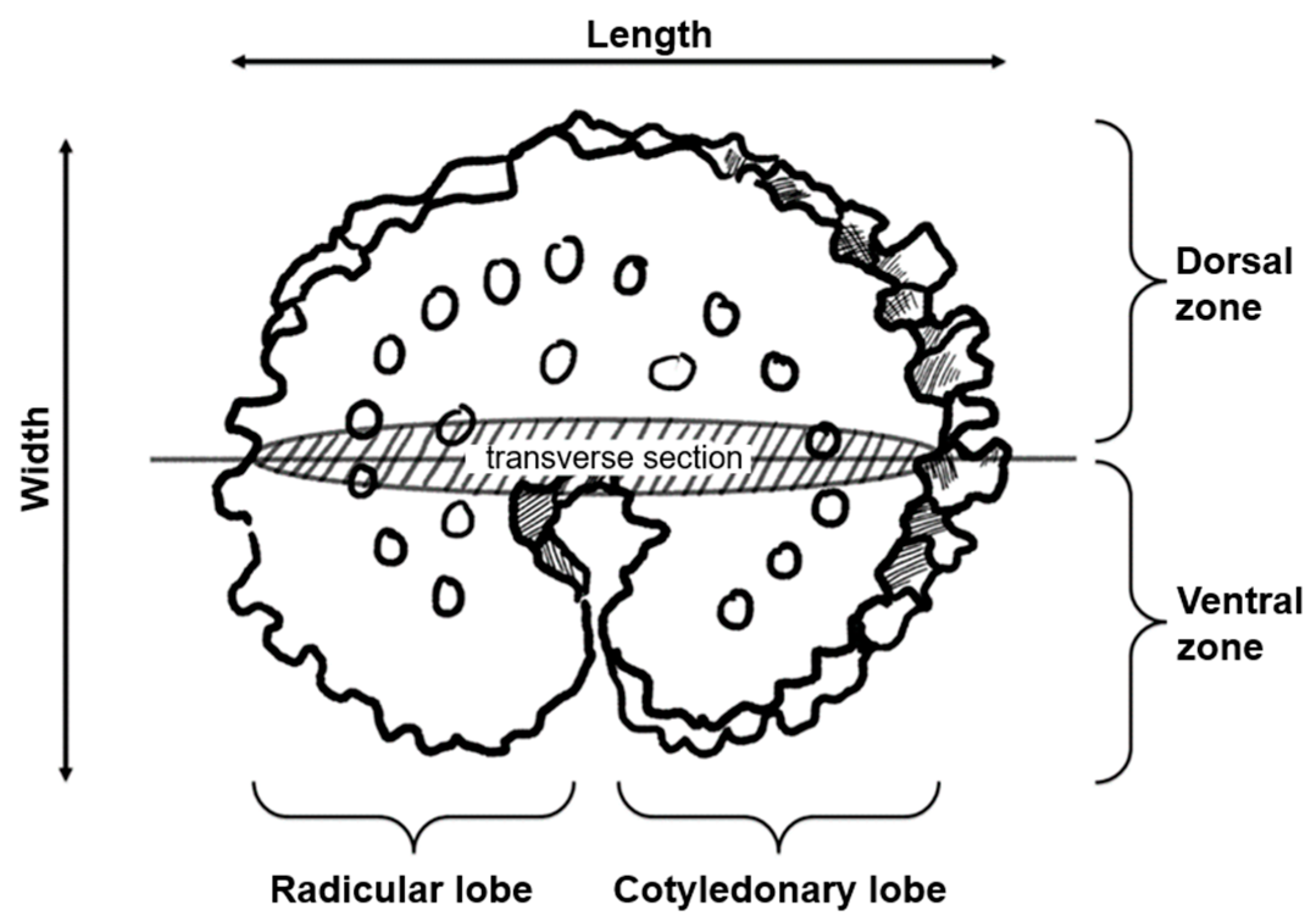 Horticulturae 10 00867 g001 Horticulturae 10 00867 g001
