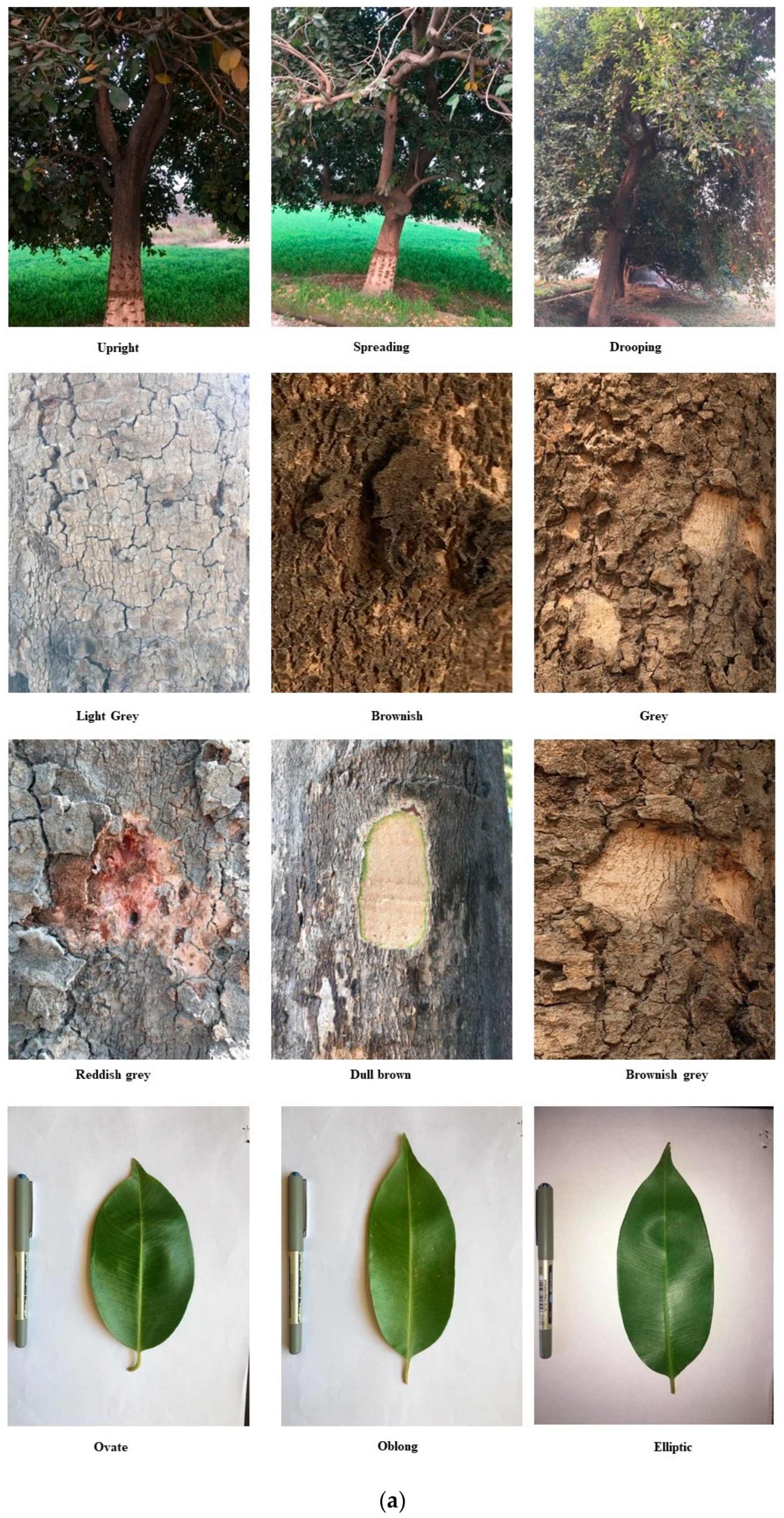 Horticulturae 10 00879 g002a Horticulturae 10 00879 g002a