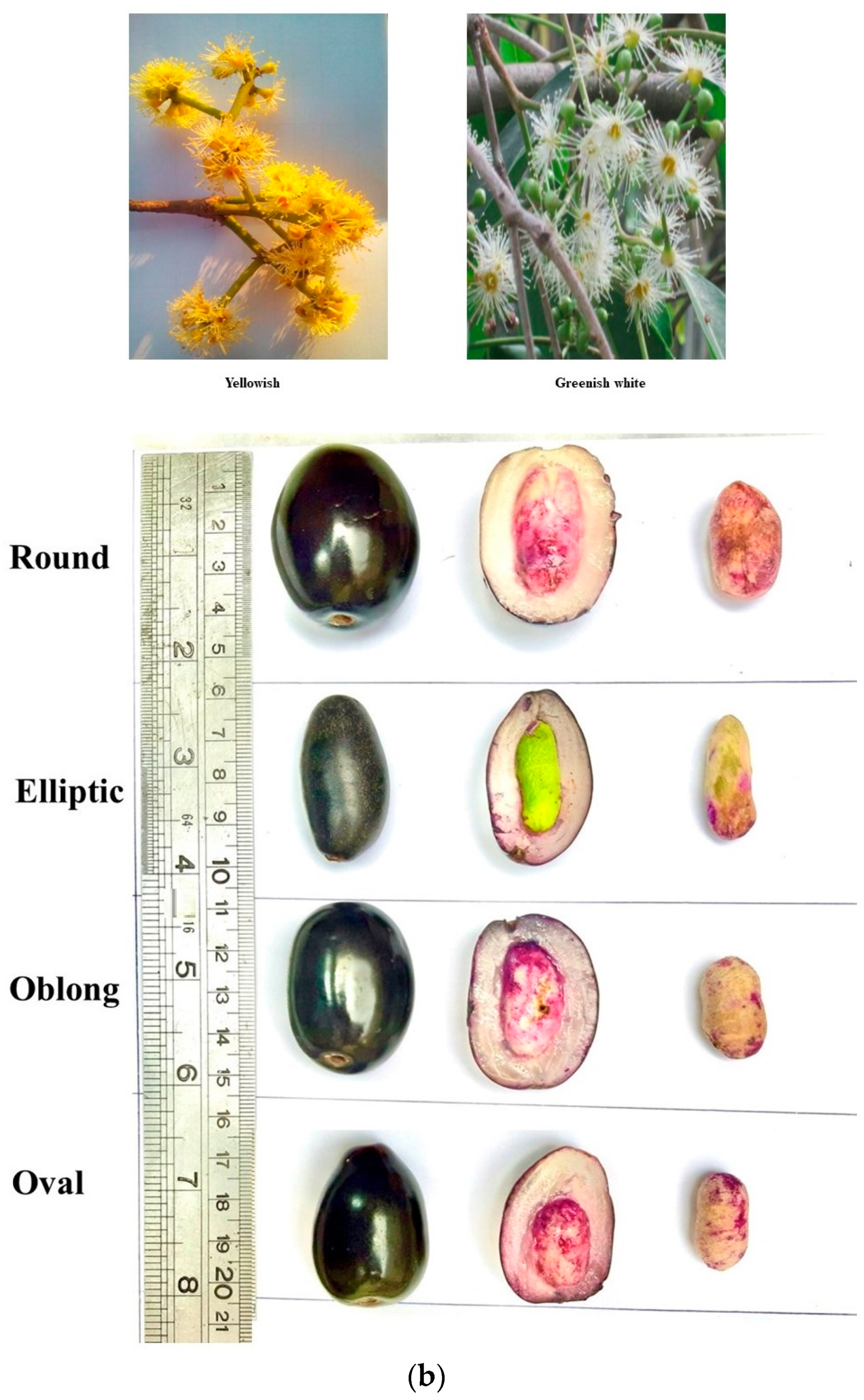 Horticulturae 10 00879 g002b Horticulturae 10 00879 g002b