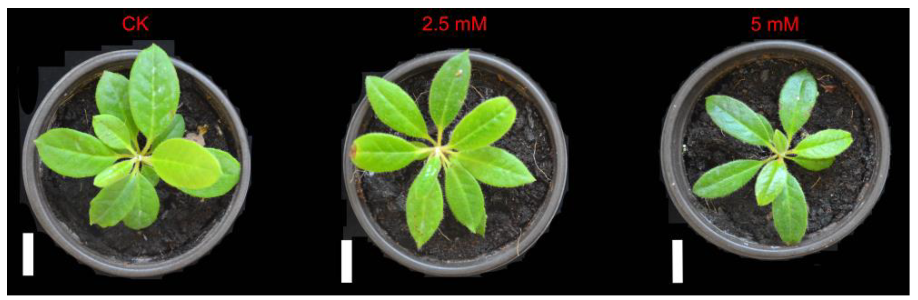 Horticulturae 10 00884 g001