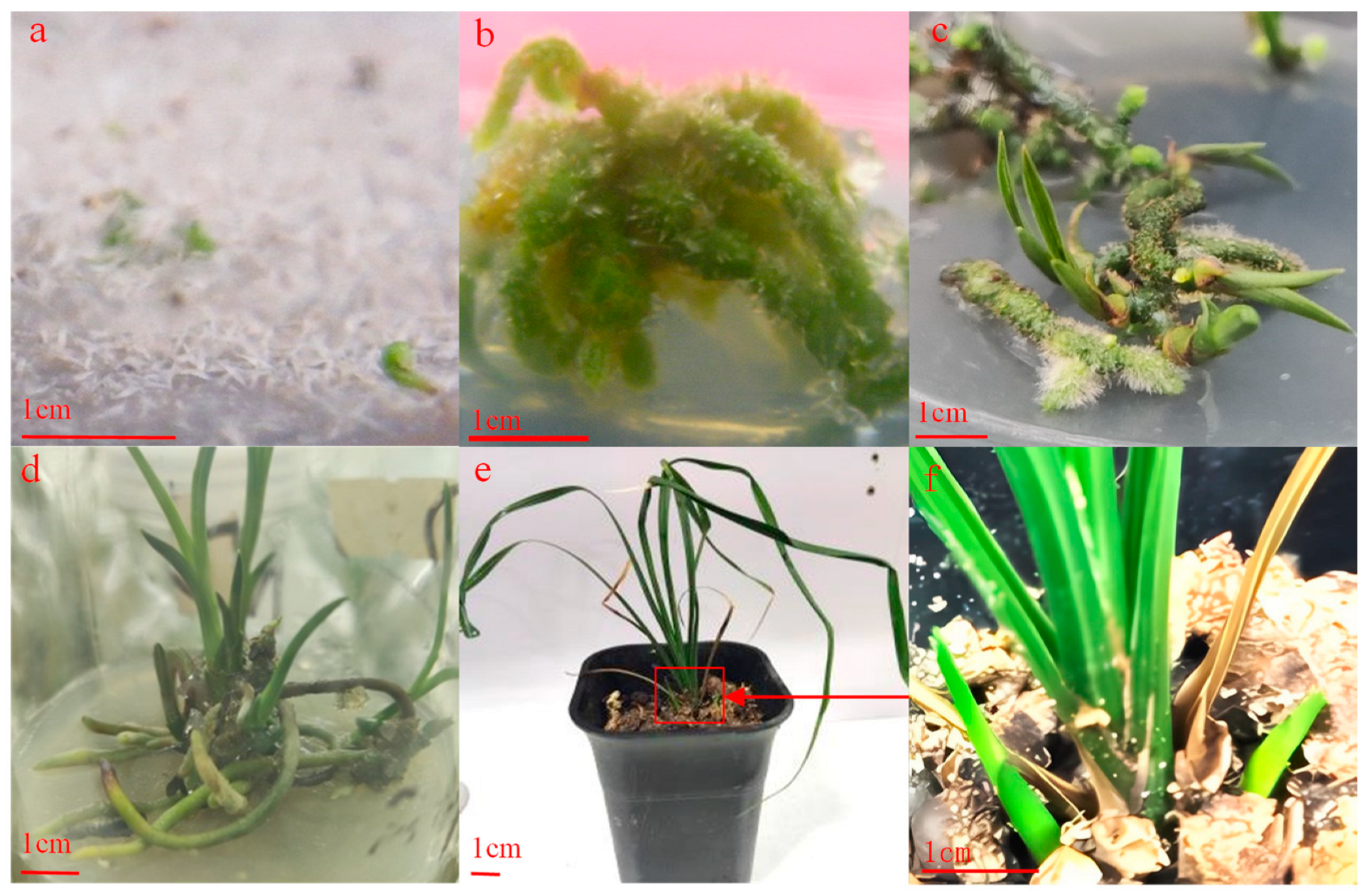 Horticulturae 10 00889 g001