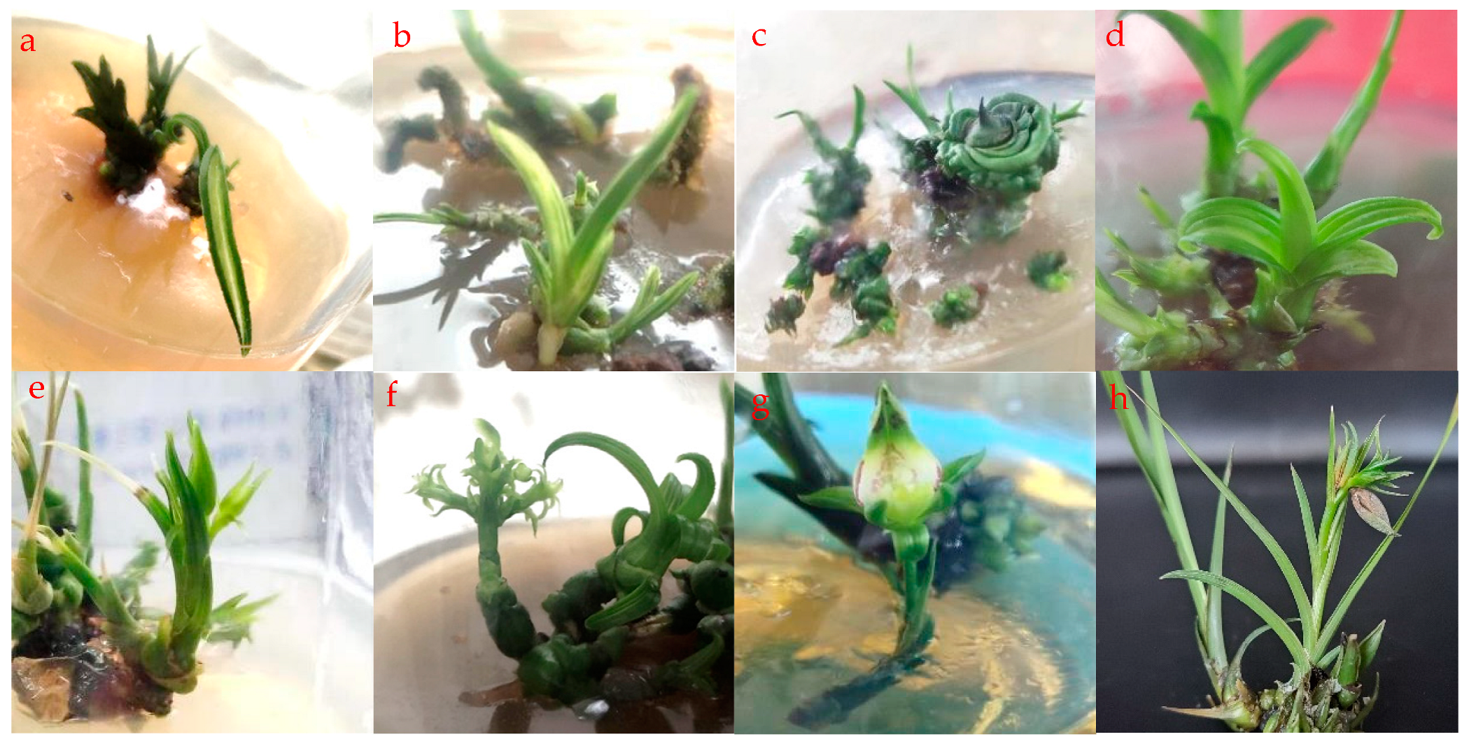 Horticulturae 10 00889 g002