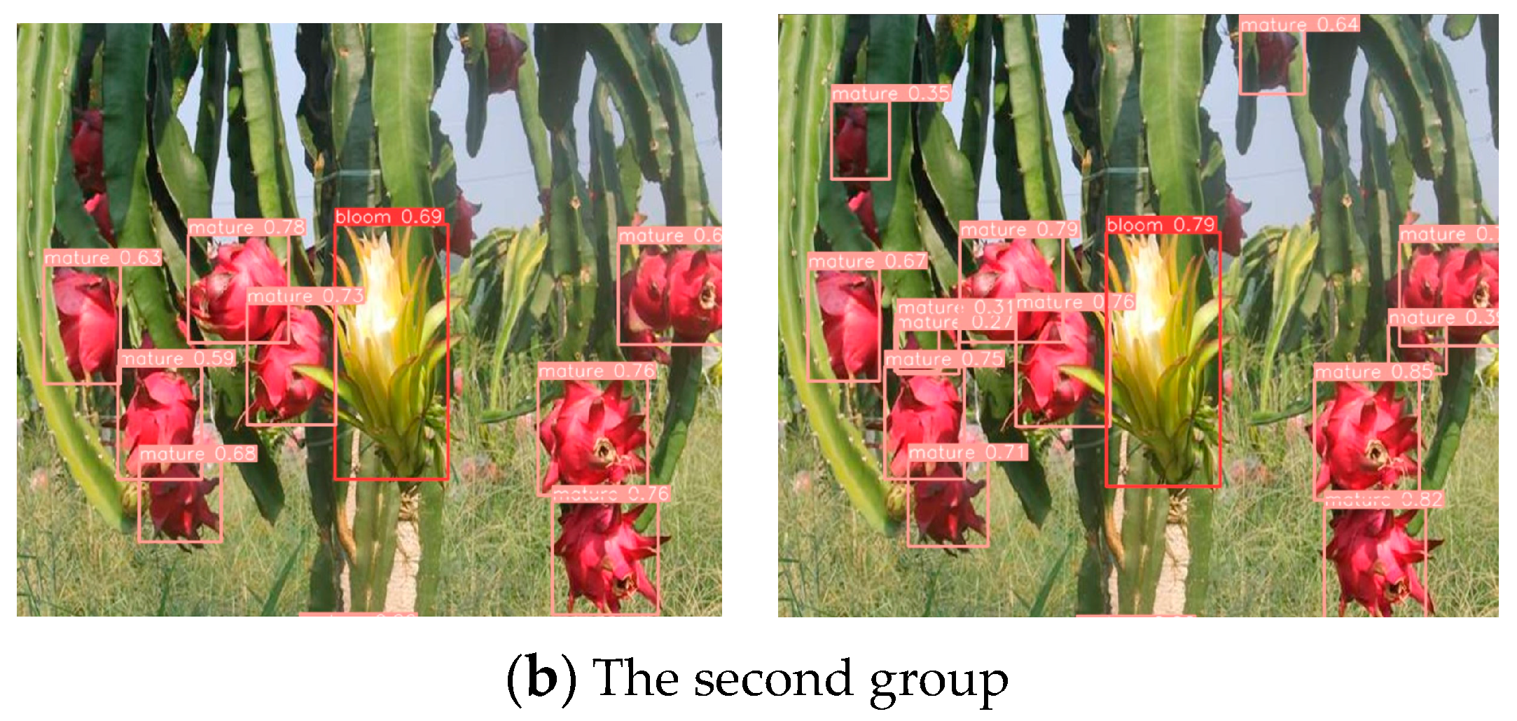 Horticulturae 10 00899 g015b
