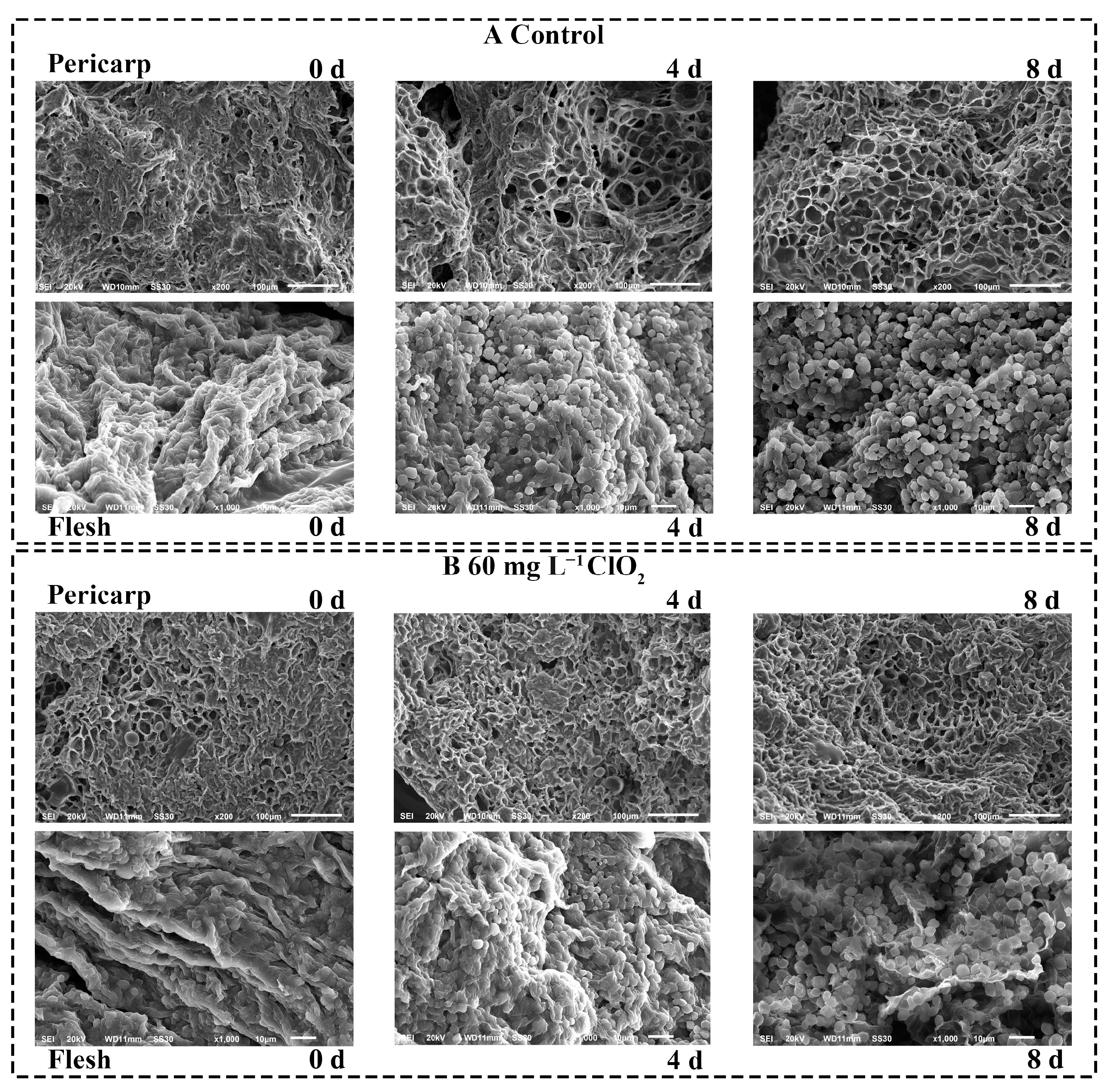 Horticulturae 10 00901 g006
