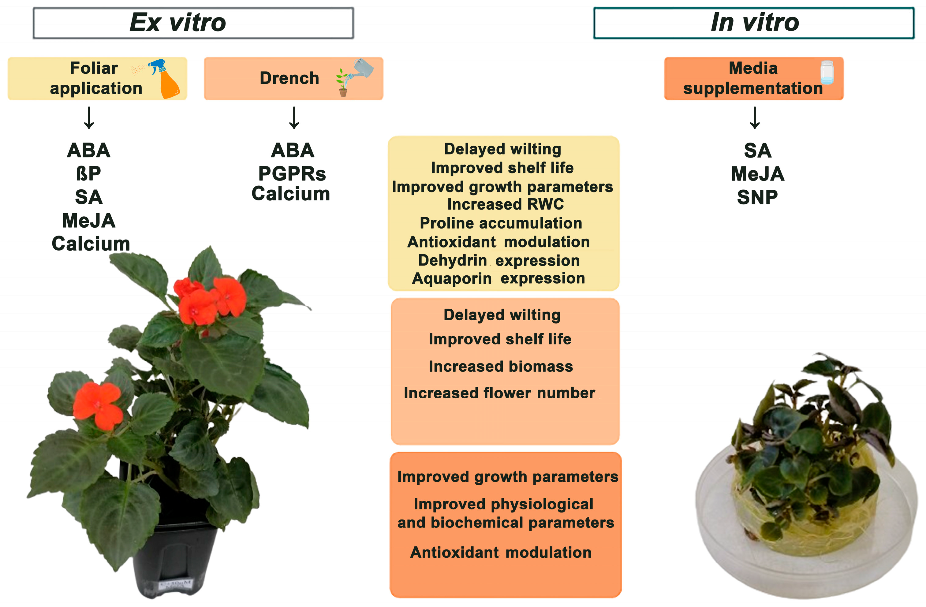 Horticulturae 10 00903 g005