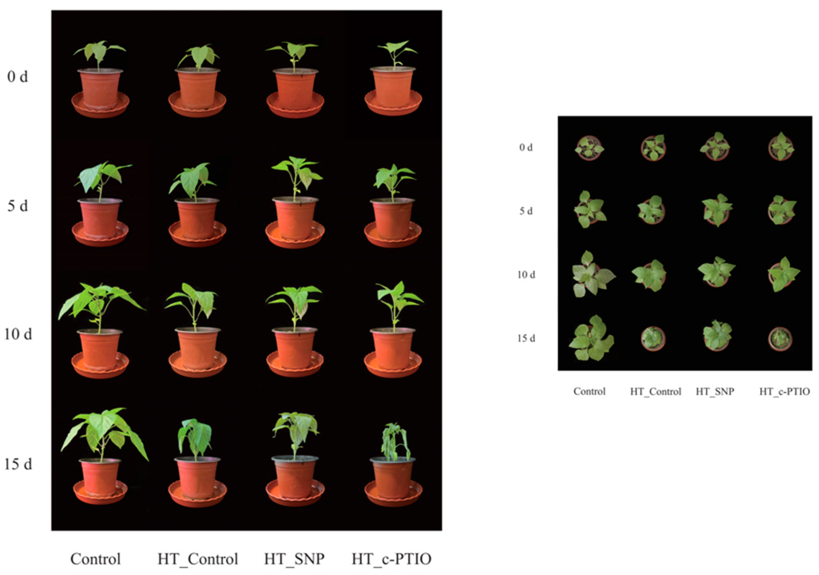 Horticulturae 10 00906 g001