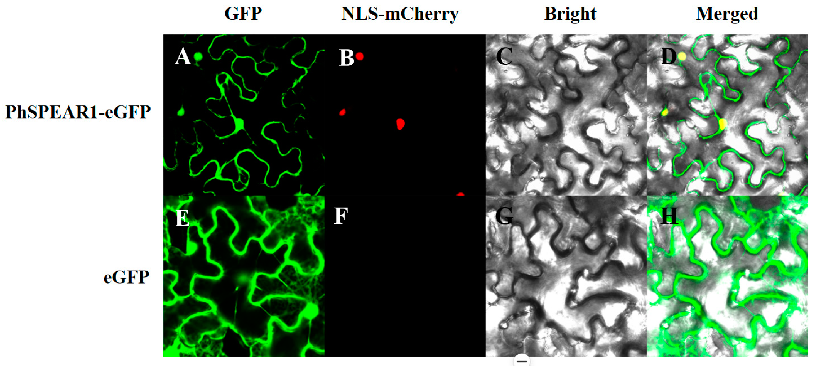 Horticulturae 10 00912 g004