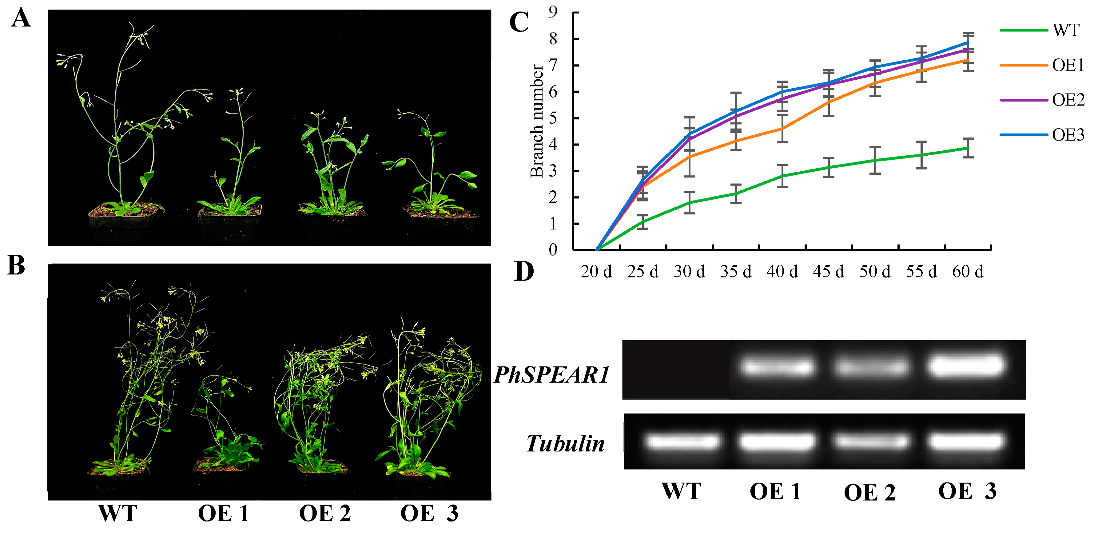 Horticulturae 10 00912 g005
