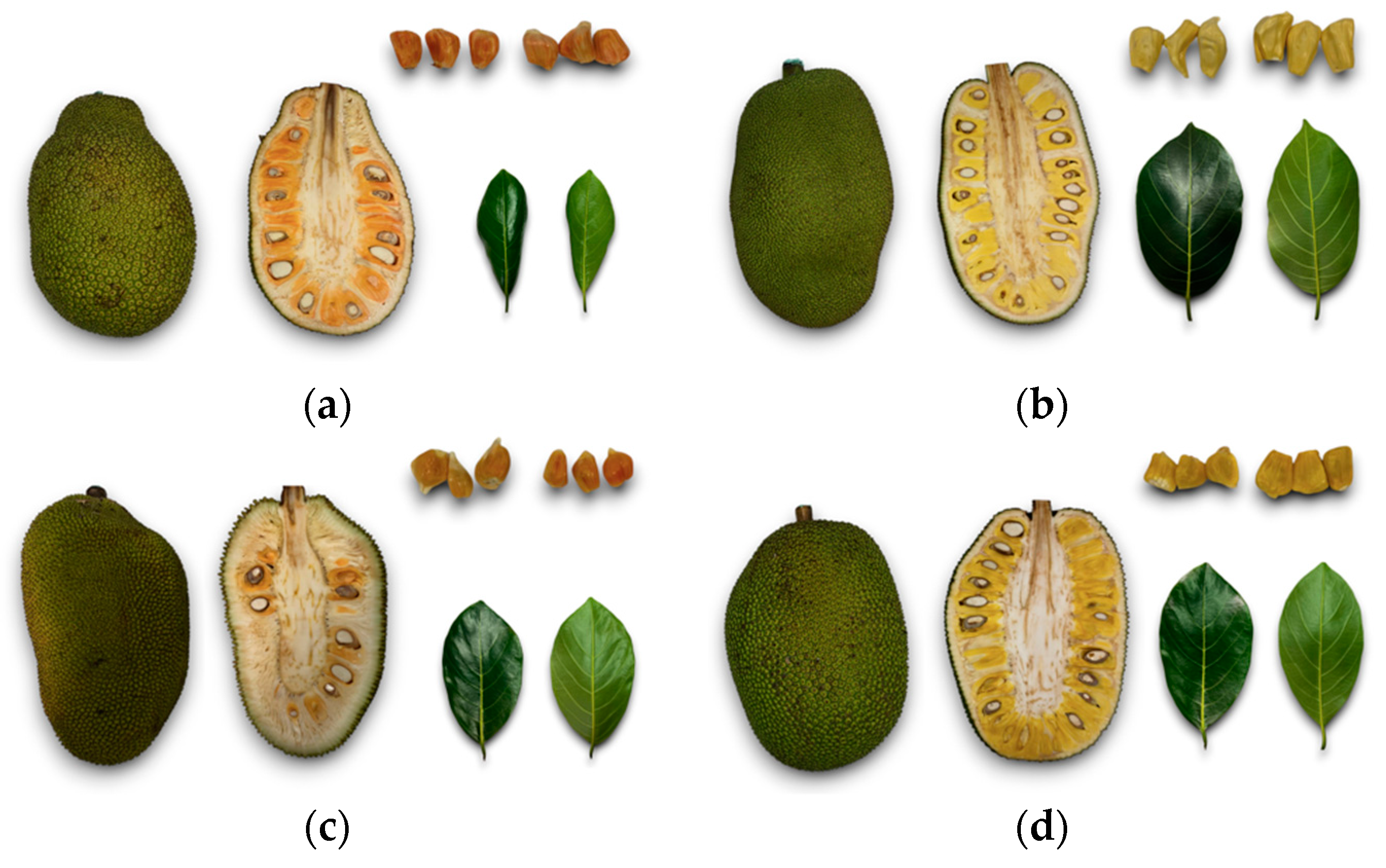 Horticulturae 10 00918 g001 Horticulturae 10 00918 g001