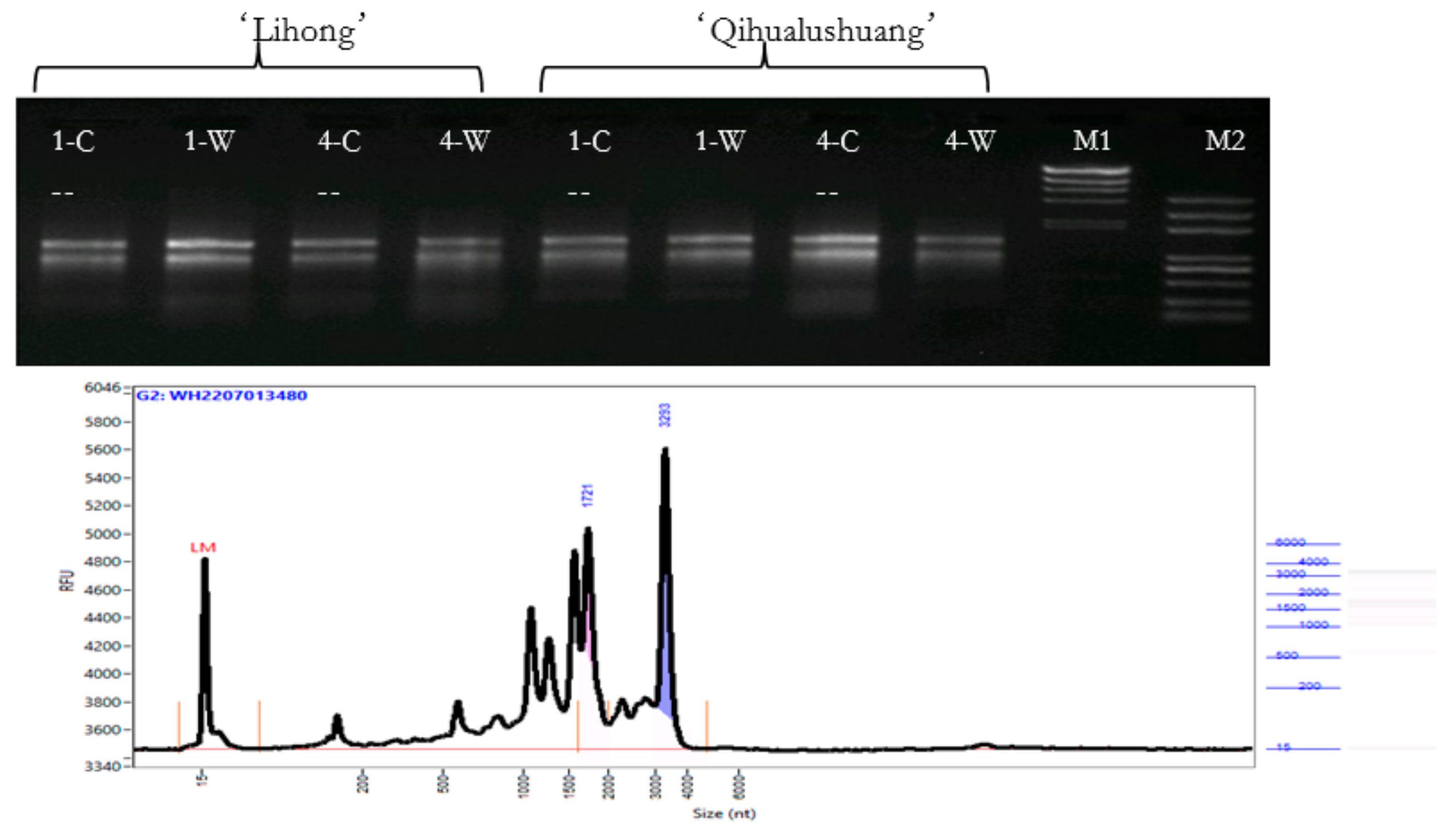 Horticulturae 10 00928 g001