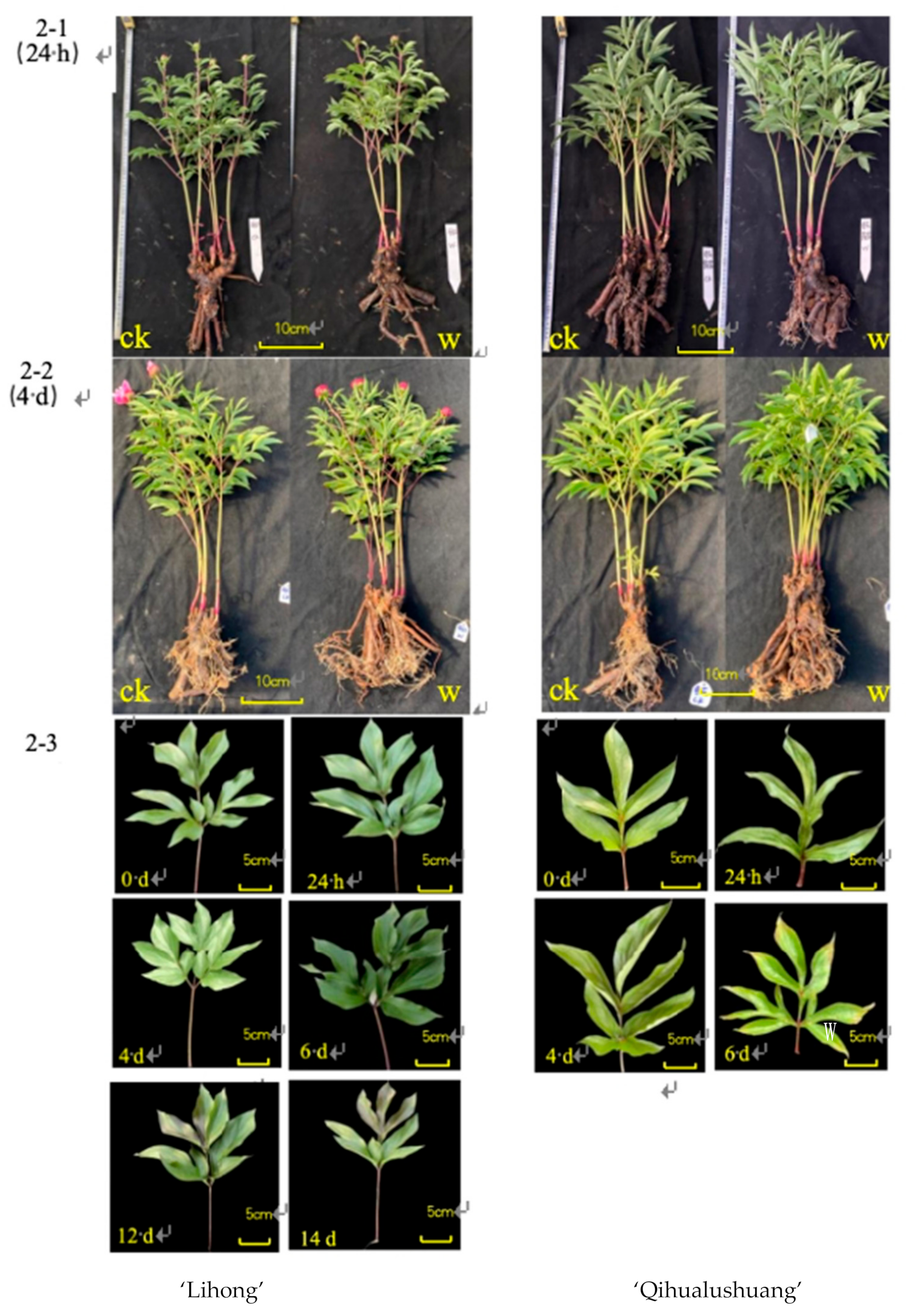 Horticulturae 10 00928 g002