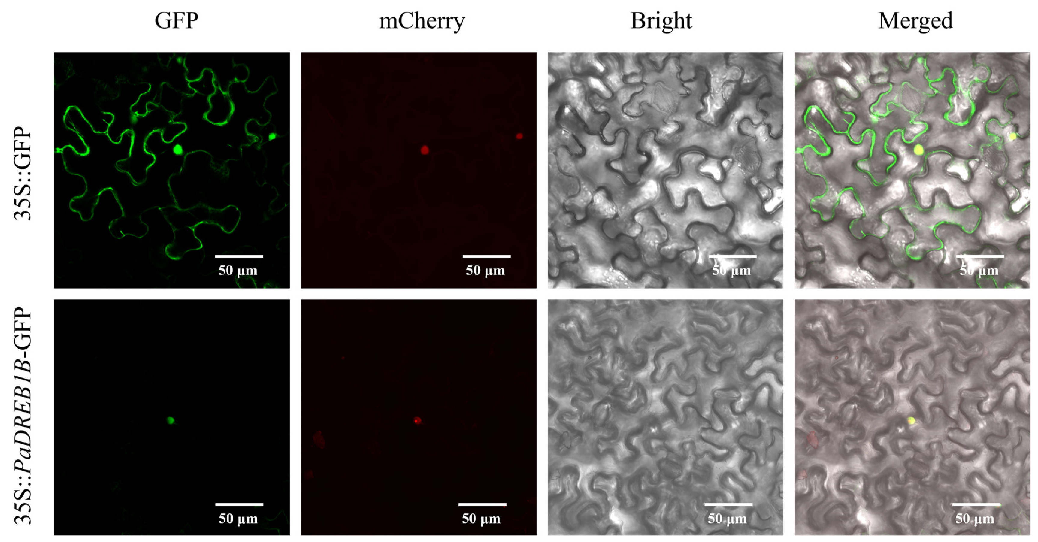 Horticulturae 10 00933 g004