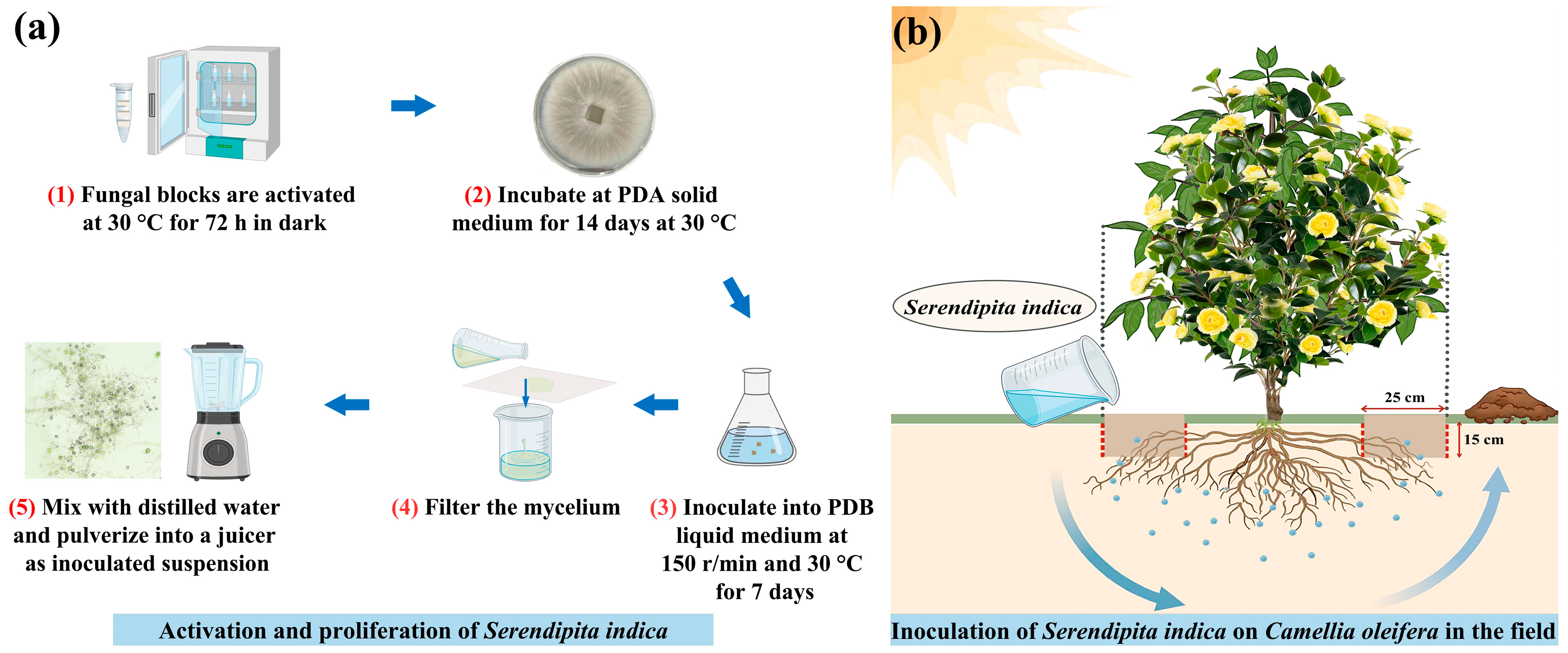 Horticulturae 10 00936 g001