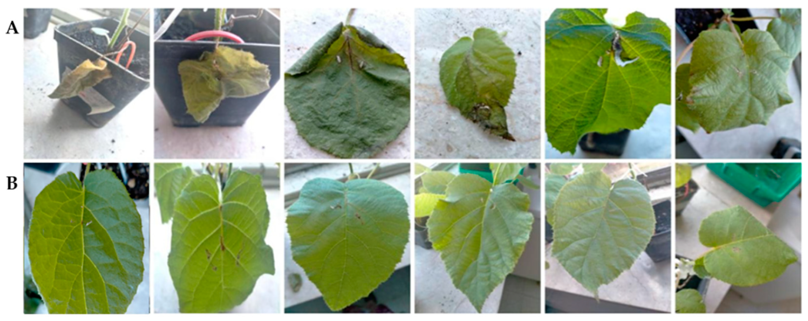 Horticulturae 10 00944 g006