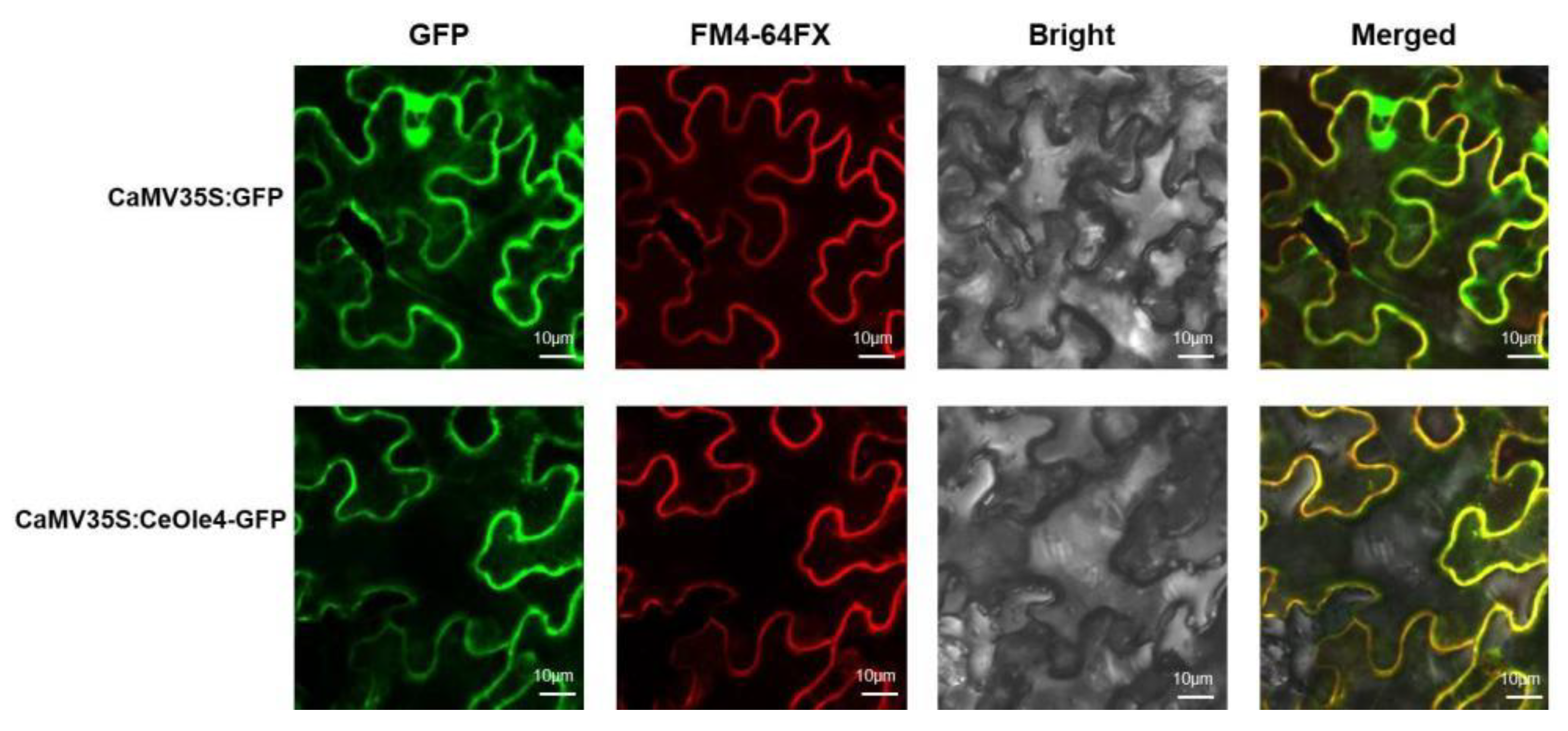 Horticulturae 10 00945 g004