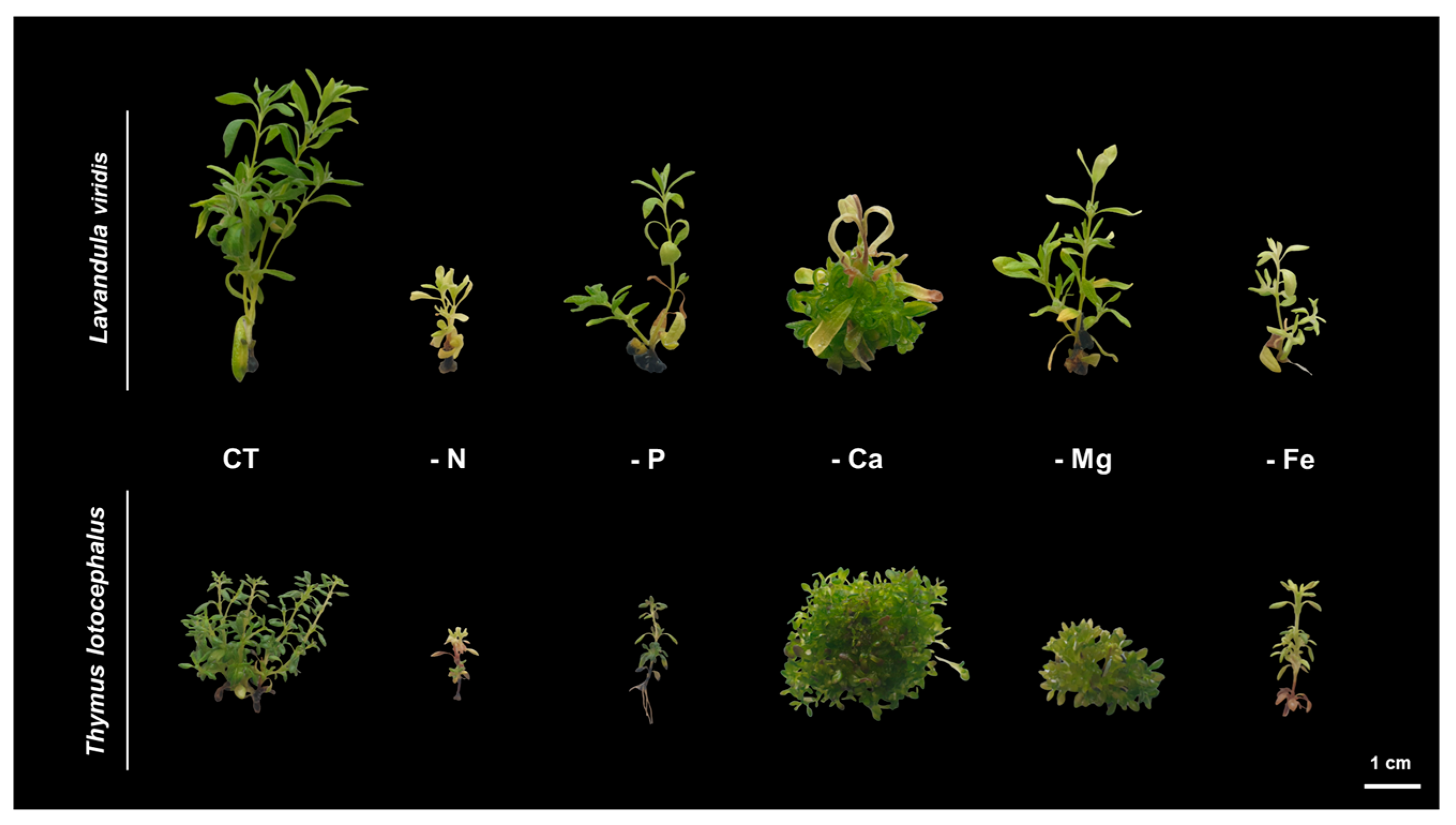 Horticulturae 10 00947 g001