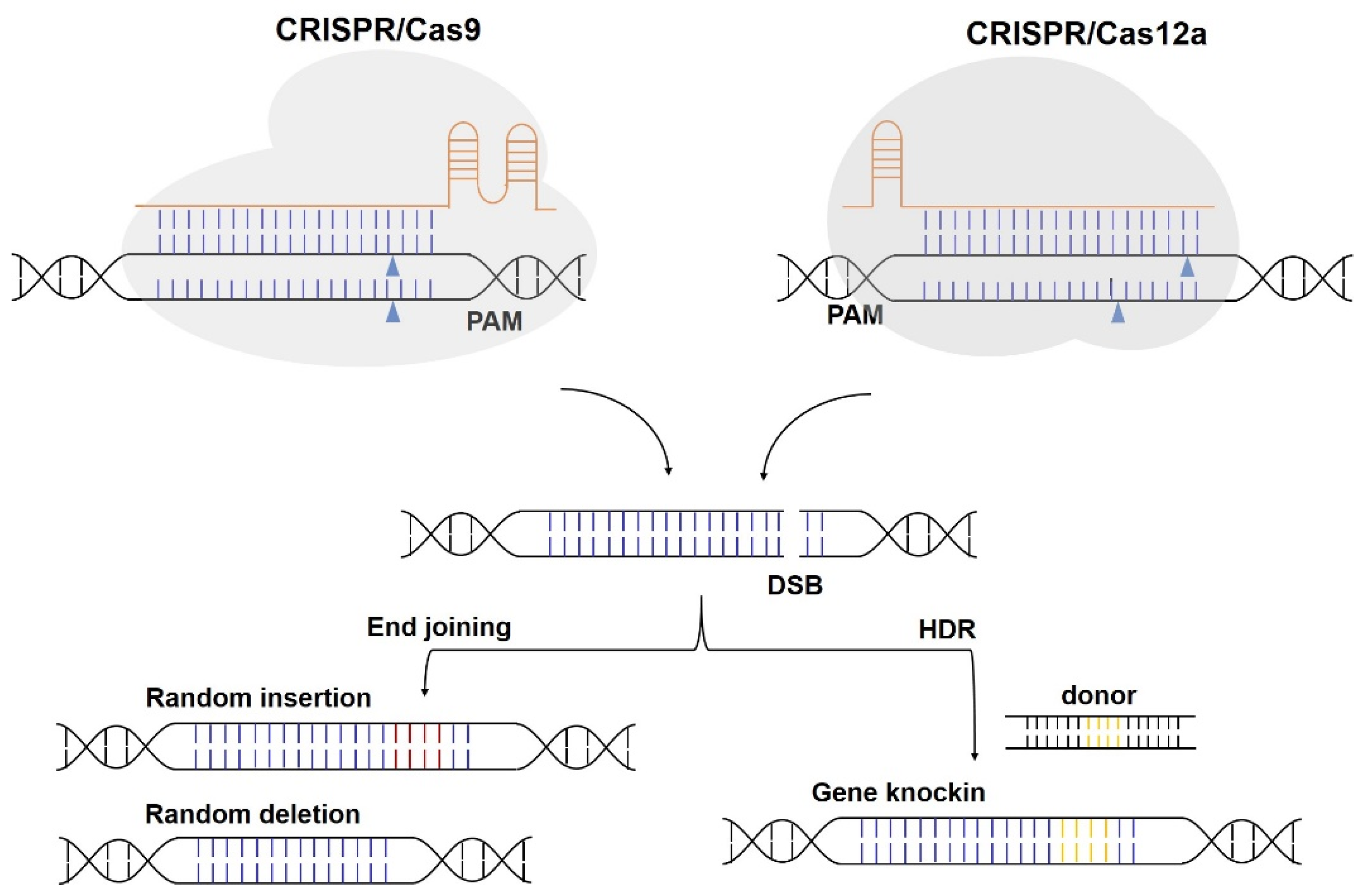 Horticulturae 10 00965 g002