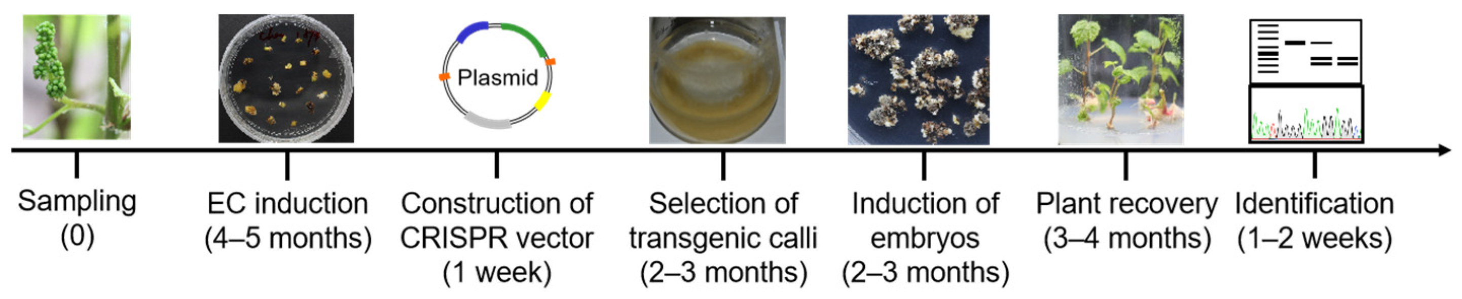 Horticulturae 10 00965 g004