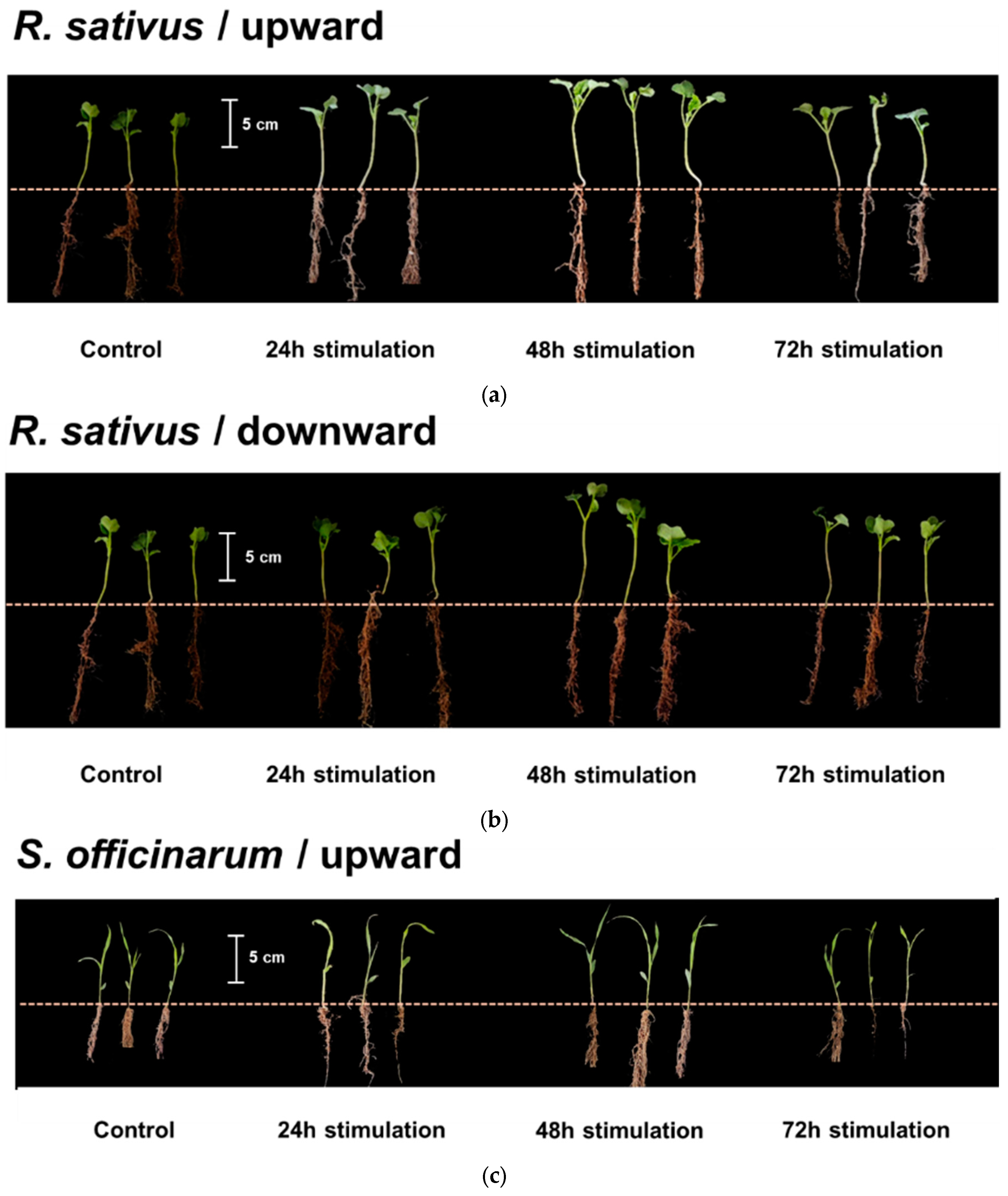 Horticulturae 10 00973 g004a