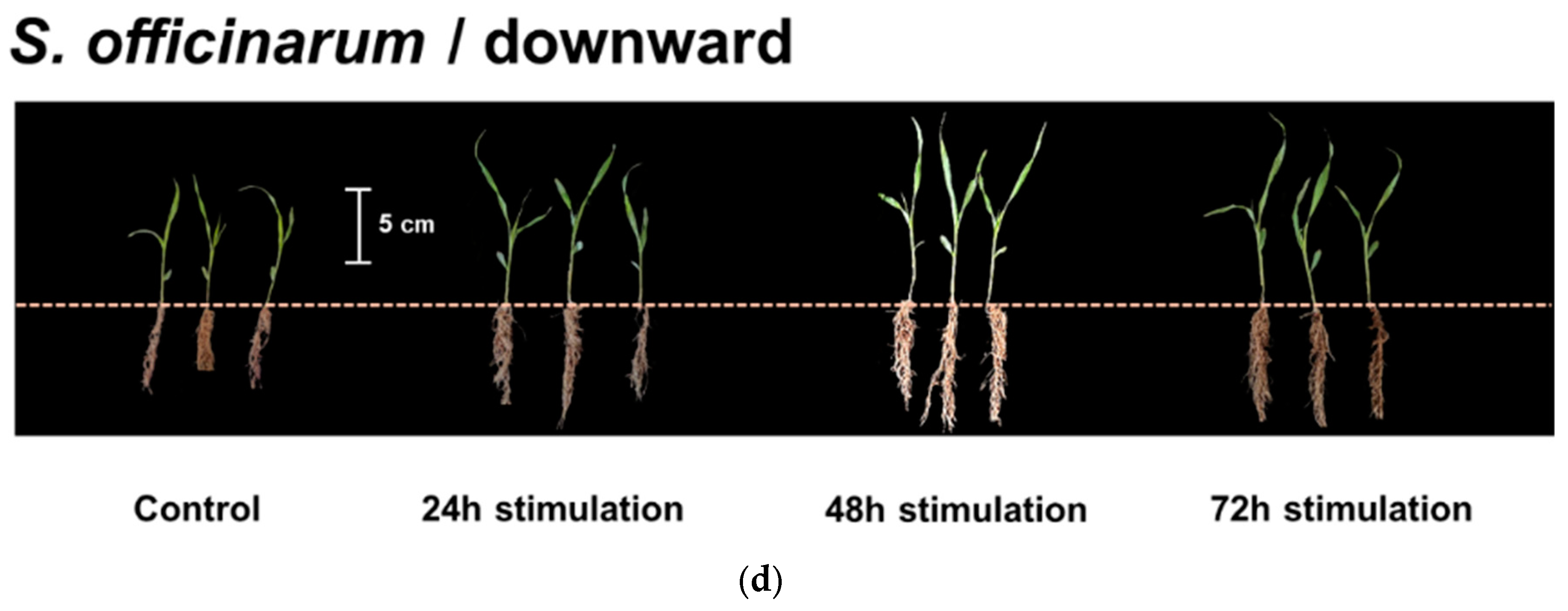 Horticulturae 10 00973 g004b